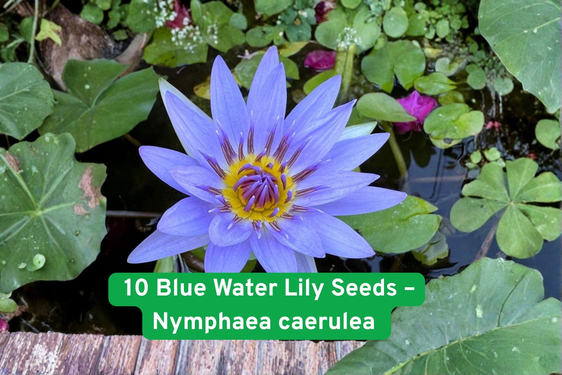 Blue Water Lily Seeds - 10 Exotic Nymphaea caerulea Seeds for Ponds & Water Gardens - Vibrant Blue Blooms, Easy to Grow