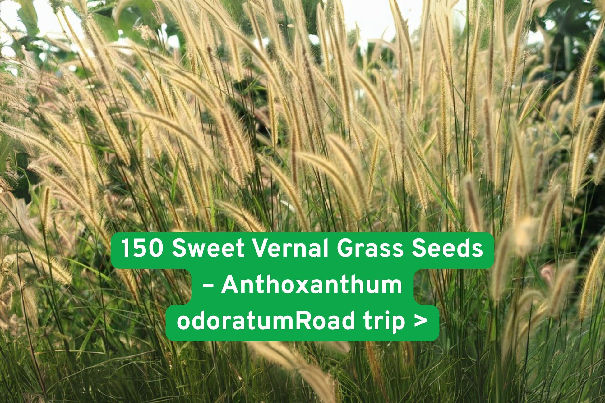 Sweet Vernal Grass Seeds - 150 Count - Fragrant Vanilla Ornamental Grass - Anthoxanthum odoratum - Drought-Tolerant, Rustic Beauty