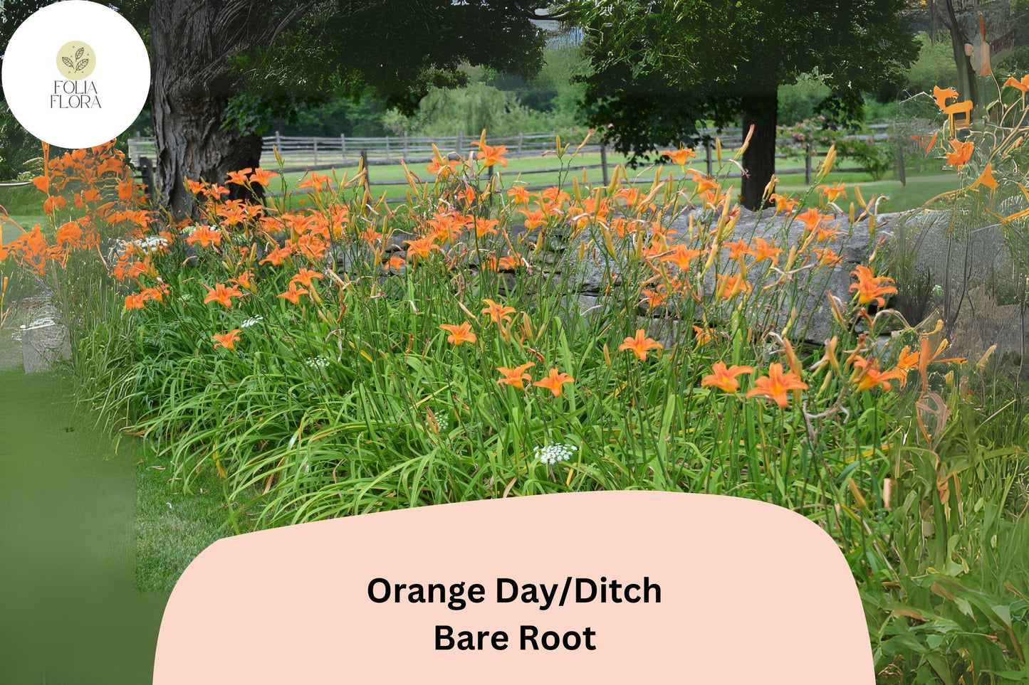 25 Bare Root Orange Daylily Plants | Hemerocallis fulva | Hardy Perennial Garden Flowers for Borders & Pollinator Gardens