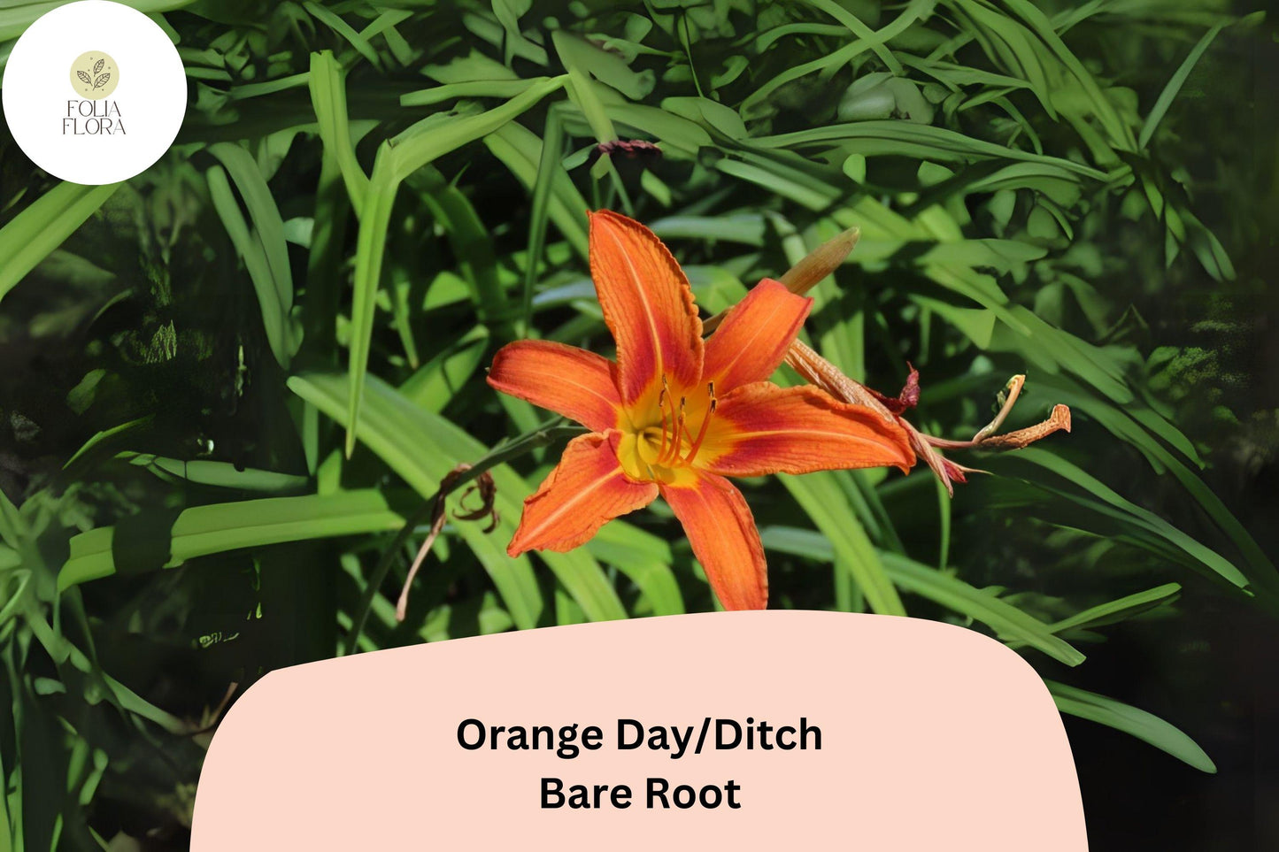 250 Bare Root Orange Daylily Plants - Hemerocallis fulva Hardy Perennial Ditch Lilies for Vibrant Summer Blooms