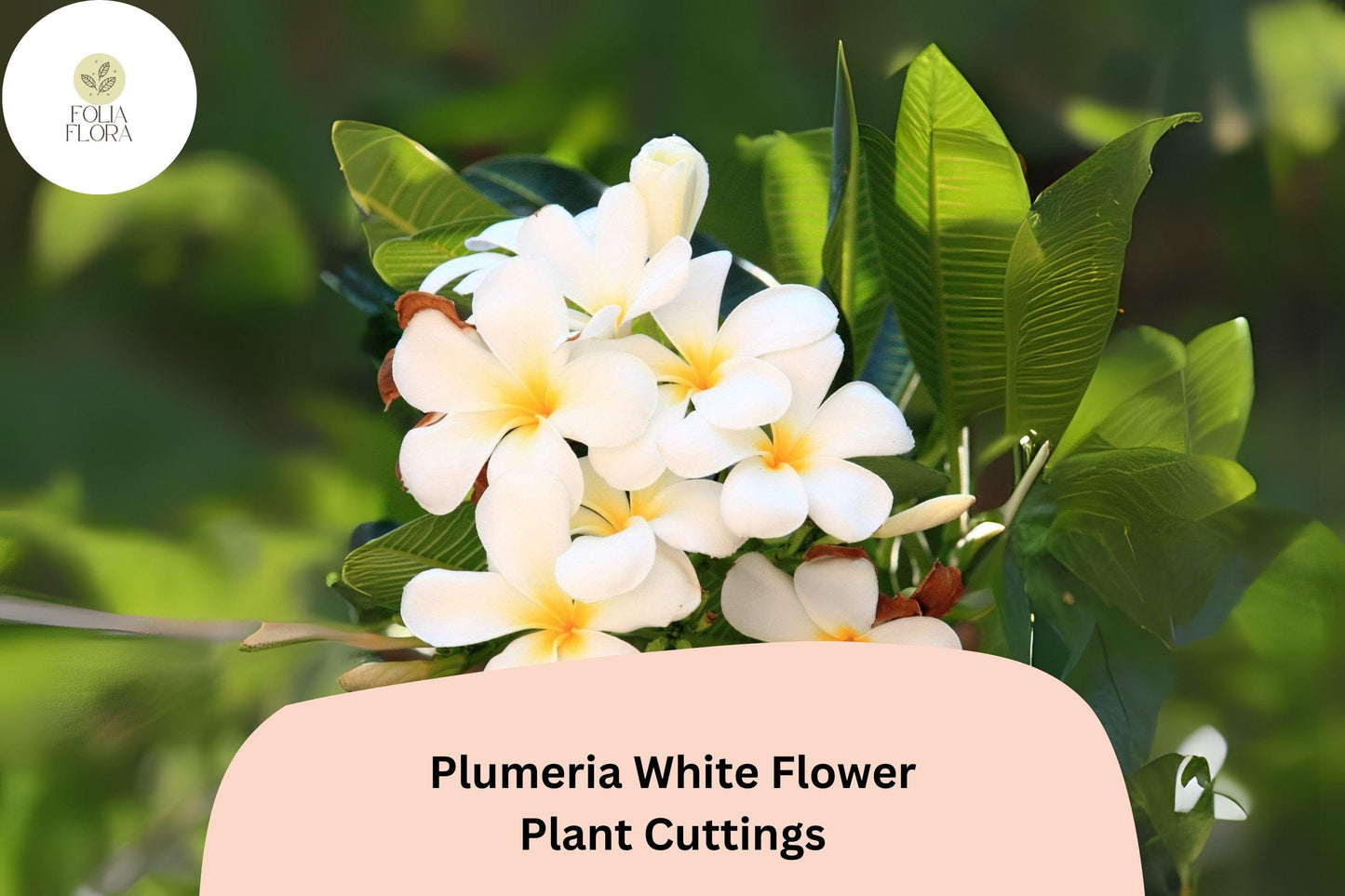 Live Plumeria Cuttings 6” White Frangipani - Plumeria rubra - Tropical Flowering Plant for Garden & Patio - 3 Pack