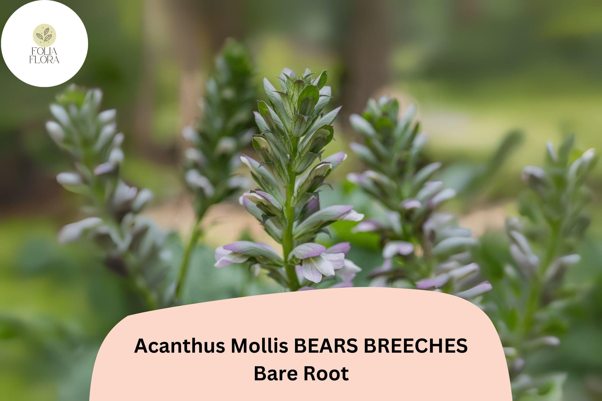 Acanthus mollis 12” Live Plant | Bear’s Breeches Perennial with Purple White Flowers | Hardy Architectural Foliage