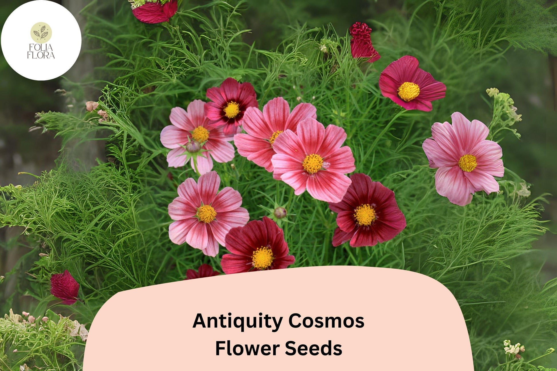 Antiquity Cosmos Seeds | 200+ Rare Burgundy, Maroon, Rose Heirloom Flower Seeds | Cosmos bipinnatus ‘Antiquity’
