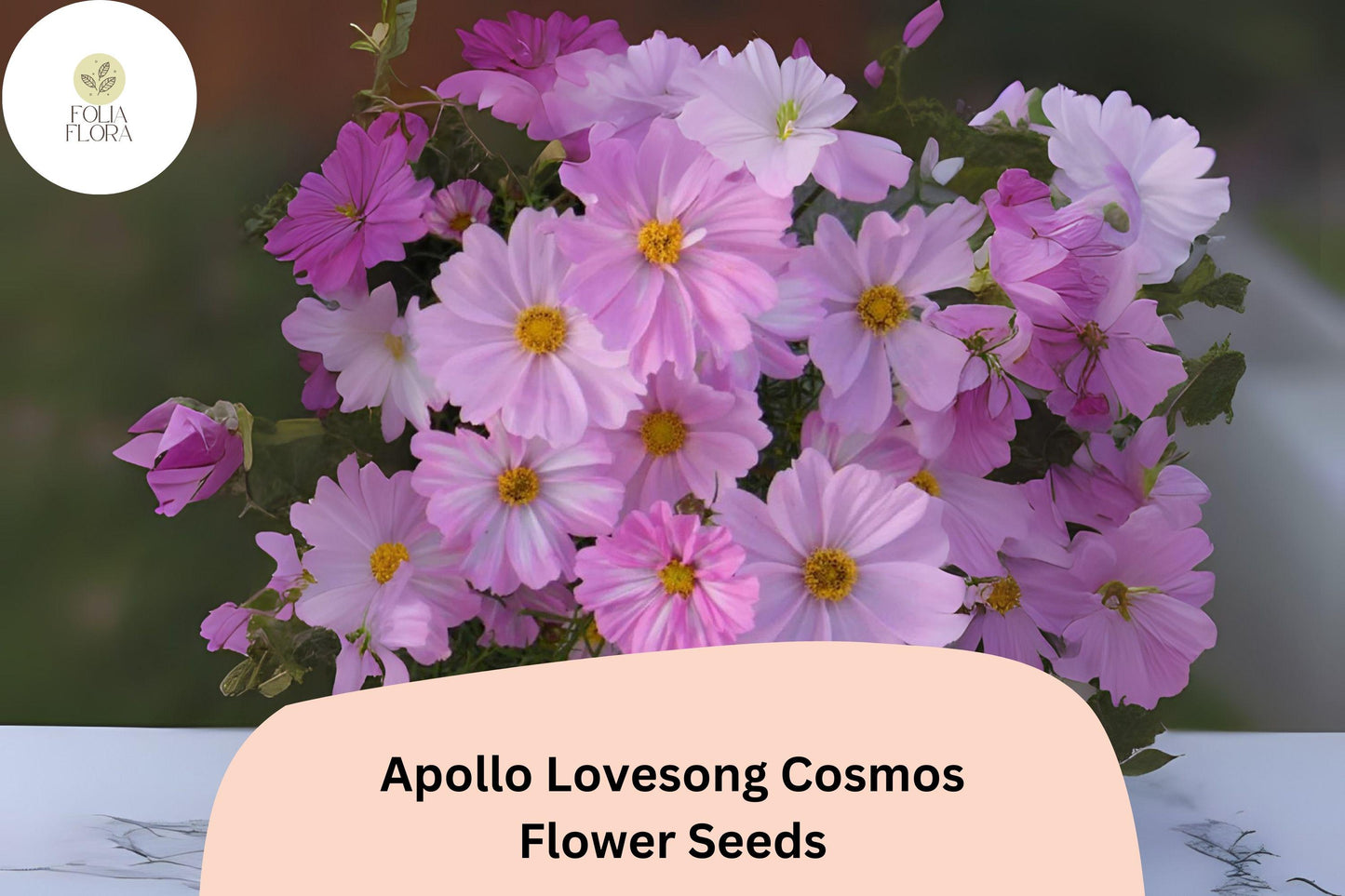 Apollo Lovesong Cosmos Seeds - 200+ Pink & White Blooms, Easy to Grow Annual, Cosmos bipinnatus for Flower Gardens