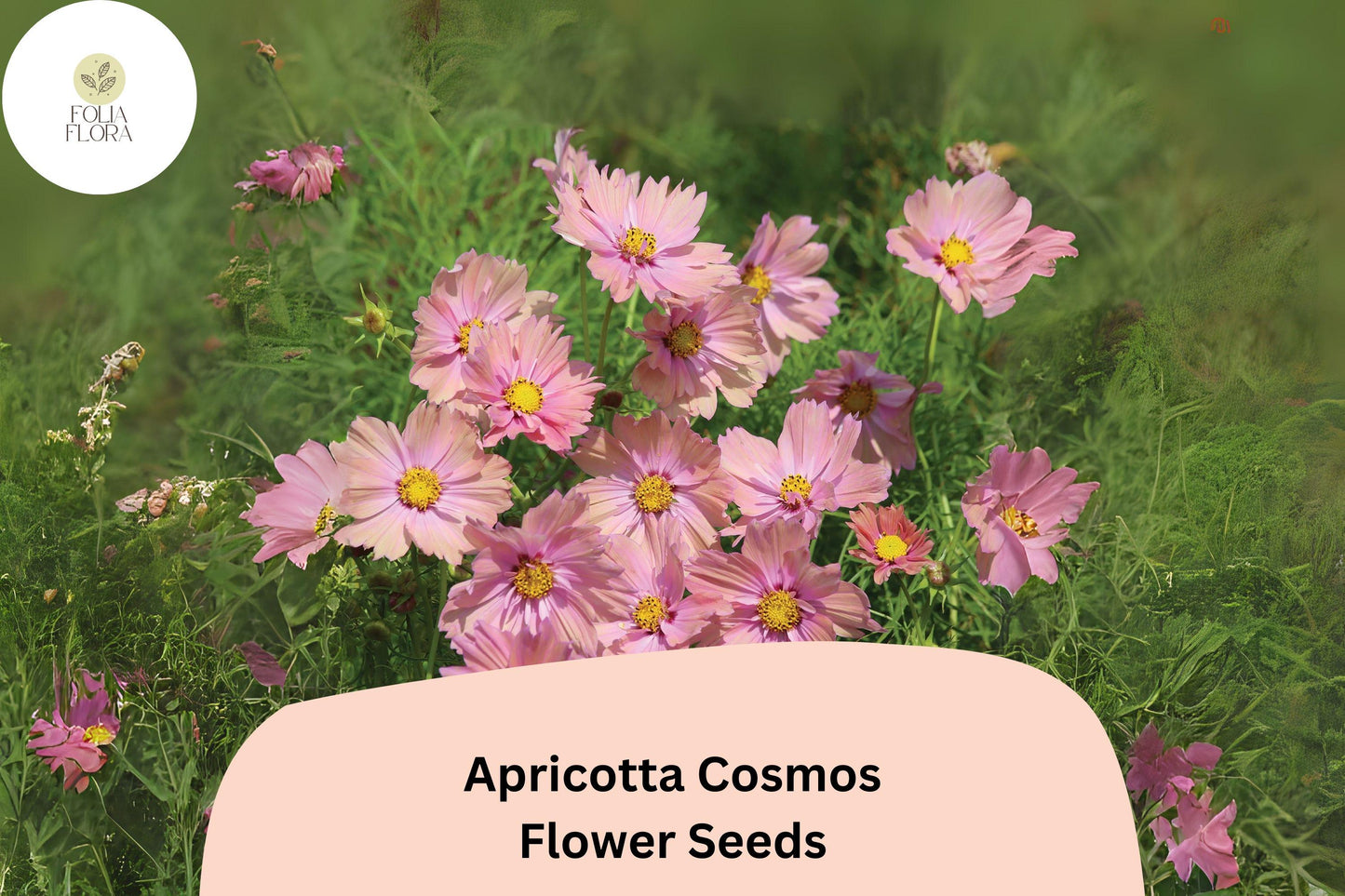 200+ Apricotta Cosmos Seeds | Peach Apricot Flower | Cosmos bipinnatus ‘Apricotta’ | Easy-to-Grow Annual Garden Plant
