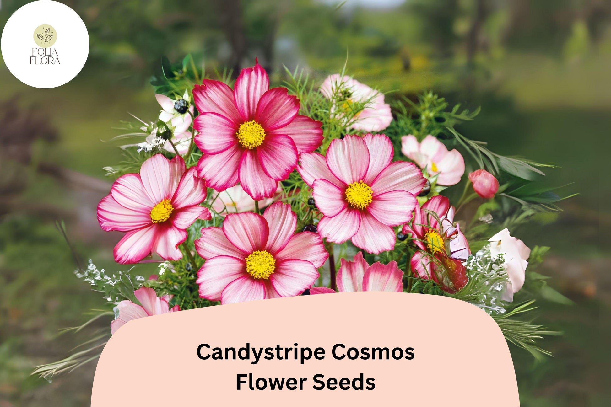 Candystripe Cosmos Seeds - 200+ Bicolor Pink & White Flowers - Cosmos bipinnatus ‘Candystripe’ - Easy to Grow Annual Garden Seeds