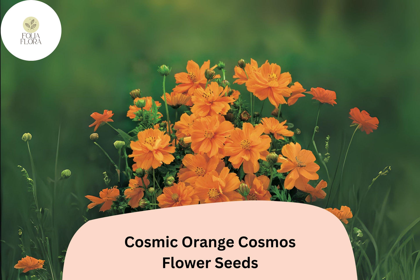 Cosmic Orange Cosmos Seeds | 200+ Heat Tolerant Annual Flower Seeds | Bright Orange Blooms | Cosmos sulphureus 'Cosmic Orange'