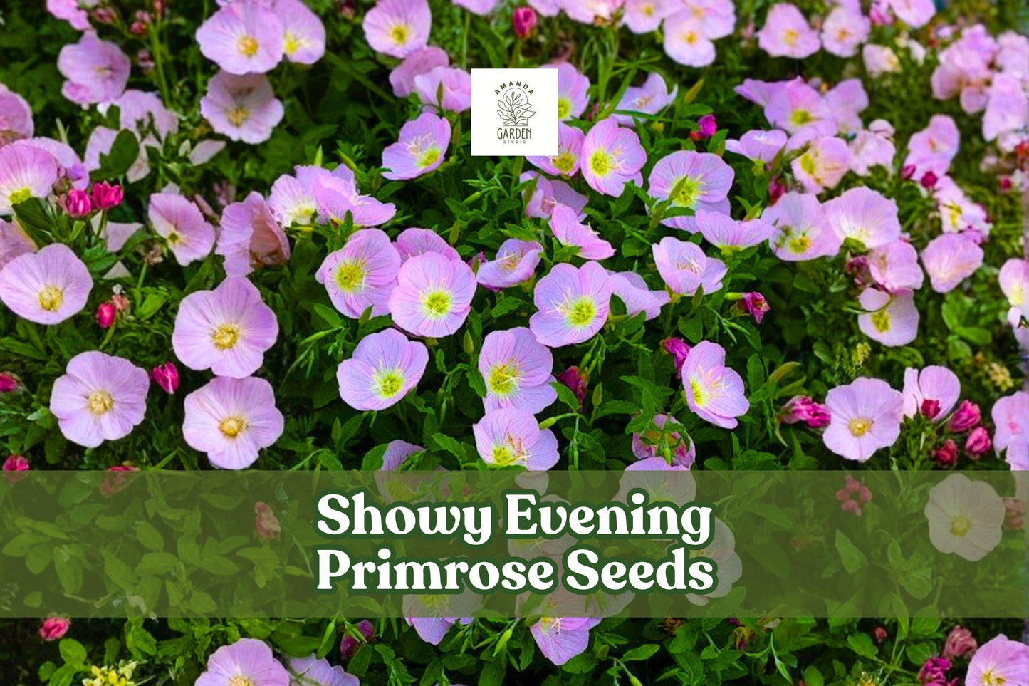 200 Showy Evening Primrose Seeds - Pink Wildflower, Drought Tolerant, Oenothera speciosa, Pollinator-Friendly Perennial
