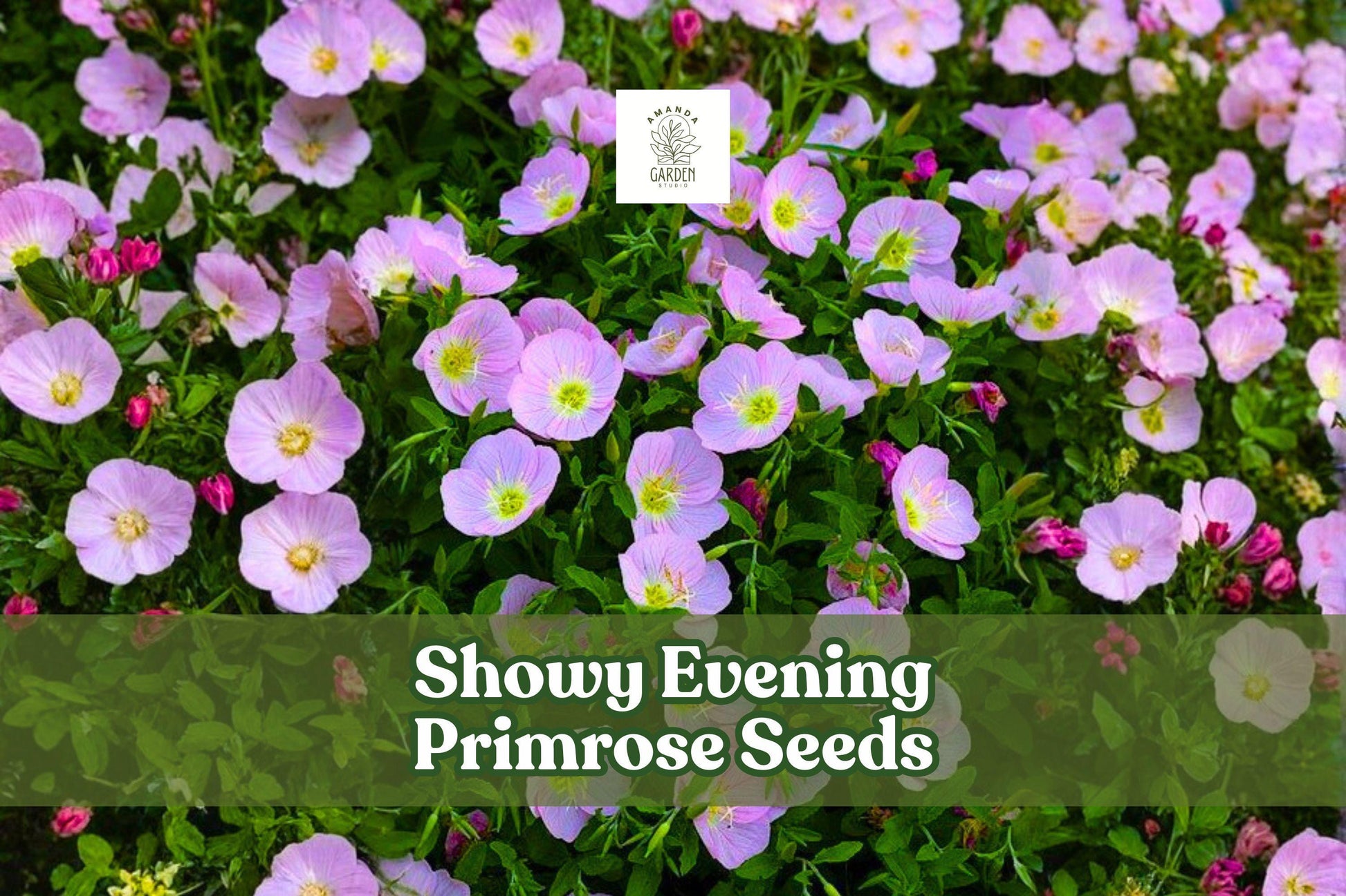 200 Showy Evening Primrose Seeds - Pink Wildflower, Drought Tolerant, Oenothera speciosa, Pollinator-Friendly Perennial