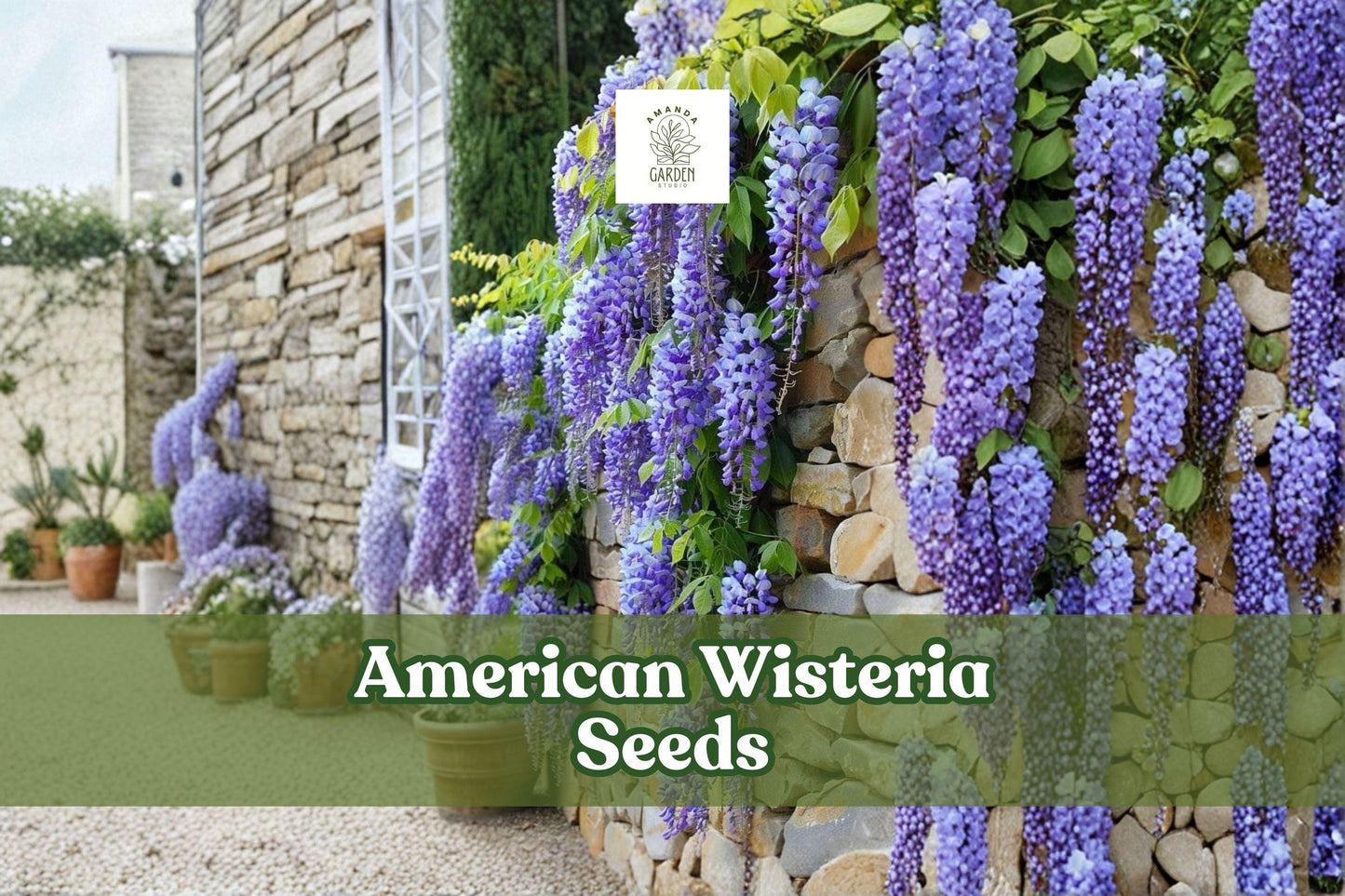 10 American Wisteria Seeds | Purple Lavender Blooms | Non-Invasive Vine | Wisteria frutescens | Easy to Grow Perennial