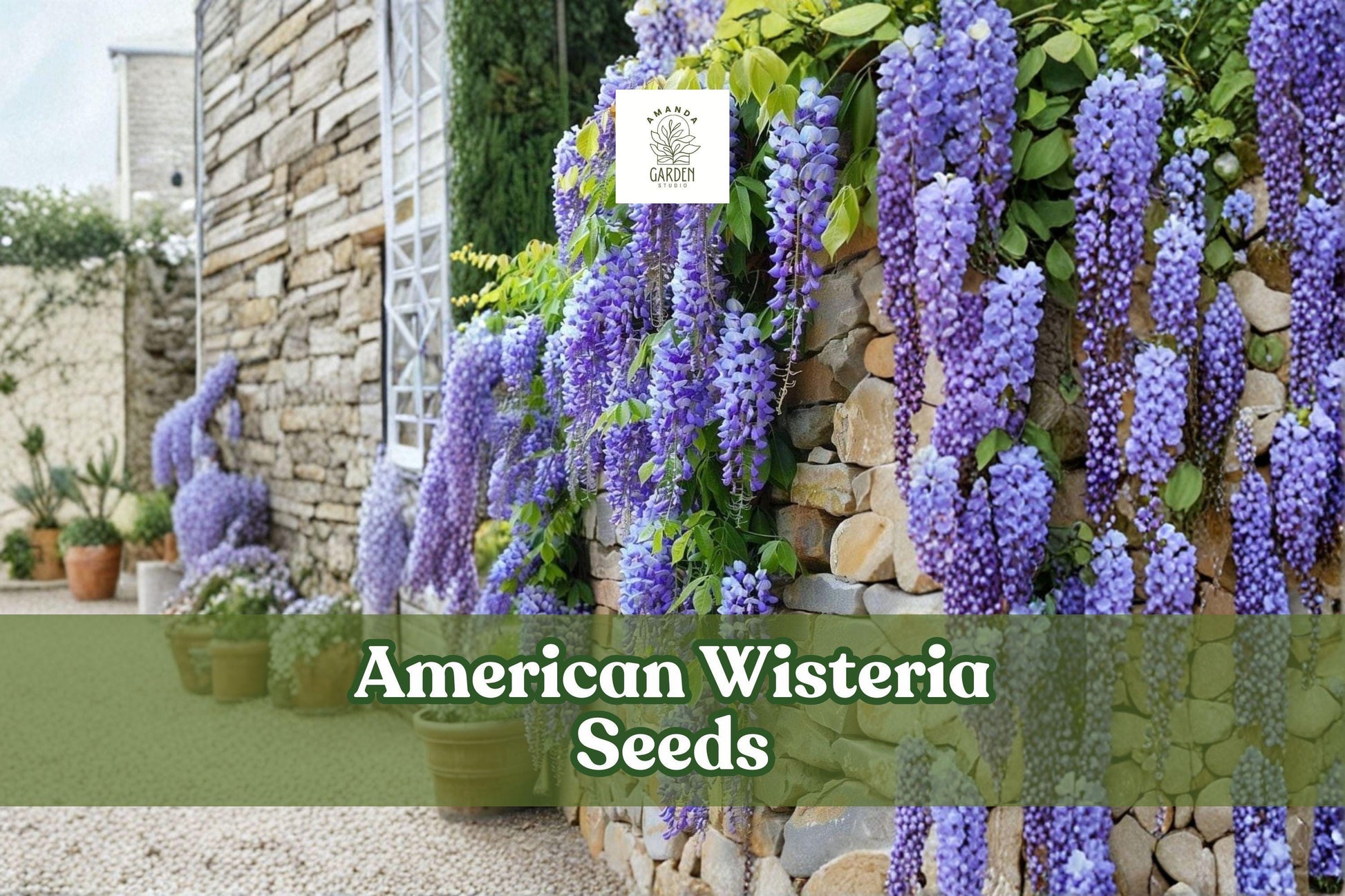 10 American Wisteria Seeds | Purple Lavender Blooms | Non-Invasive Vine | Wisteria frutescens | Easy to Grow Perennial