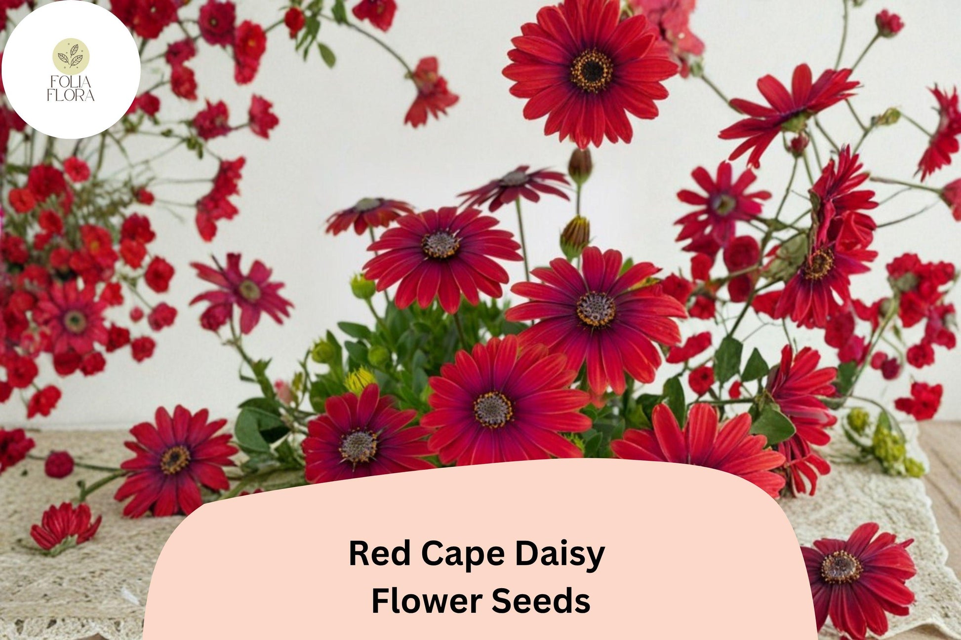 Red Cape Daisy Seeds | 200+ Seeds | Bright Red Blooms | Osteospermum ecklonis | Easy Grow, Drought-Tolerant Annual