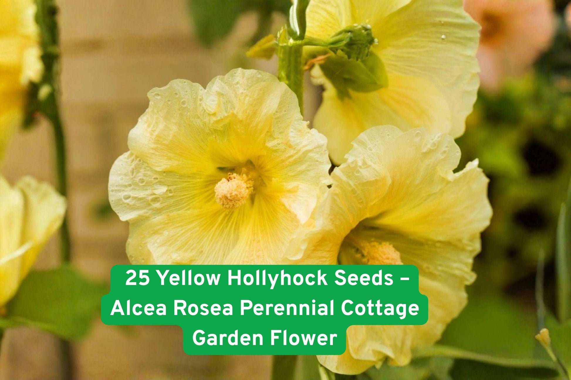 25 Yellow Hollyhock Seeds - Alcea Rosea - Cottage Garden Flower - Attracts Pollinators - Easy to Grow, Drought Tolerant