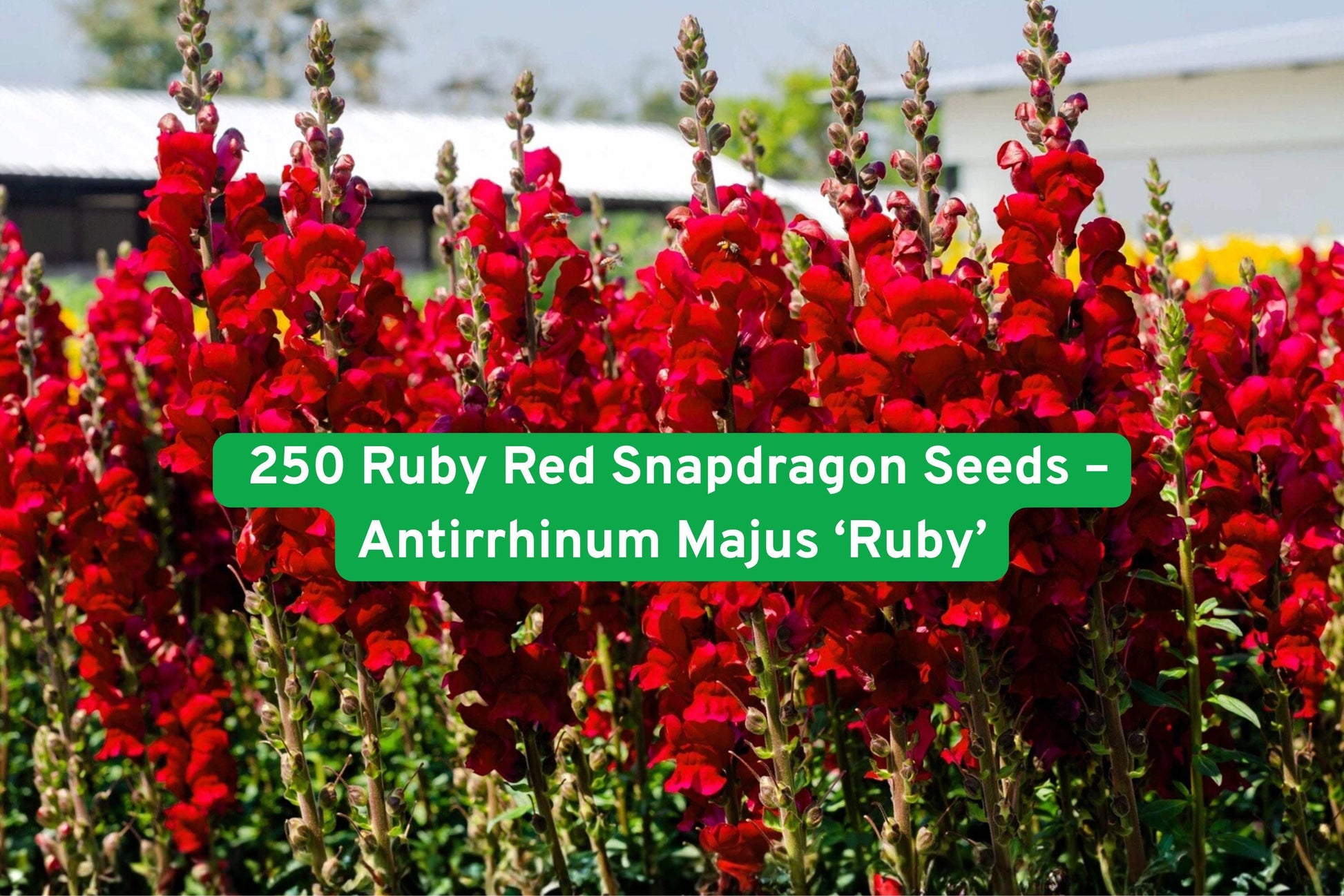 250 Ruby Red Snapdragon Seeds - Antirrhinum majus 'Ruby' - Tall Cut Flower for Vibrant Gardens and Pollinator Attraction