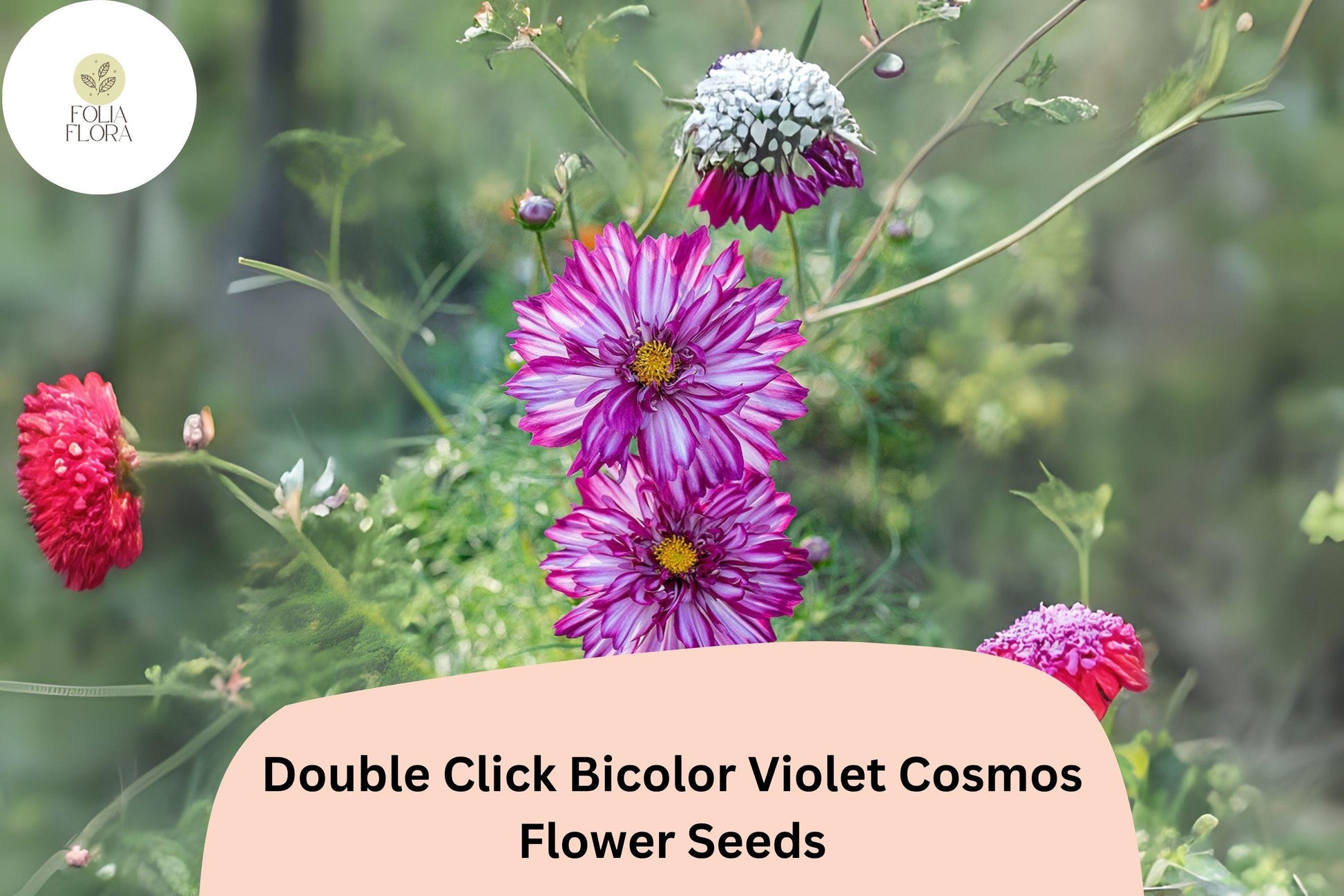 Double Click Bicolor Violet Cosmos Seeds - 200+ Easy Grow Annual Flower Seeds, Cosmos bipinnatus ‘Double Click Bicolor’