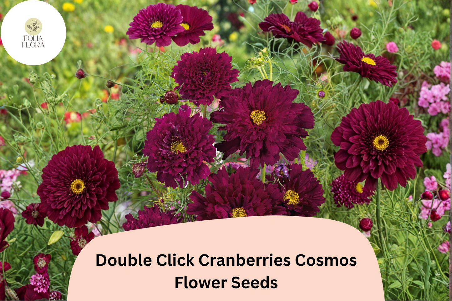 Cranberry Red Cosmos Seeds | 200+ Double Click Bipinnatus Flower Seeds for Easy Garden Planting and Pollinator Attraction