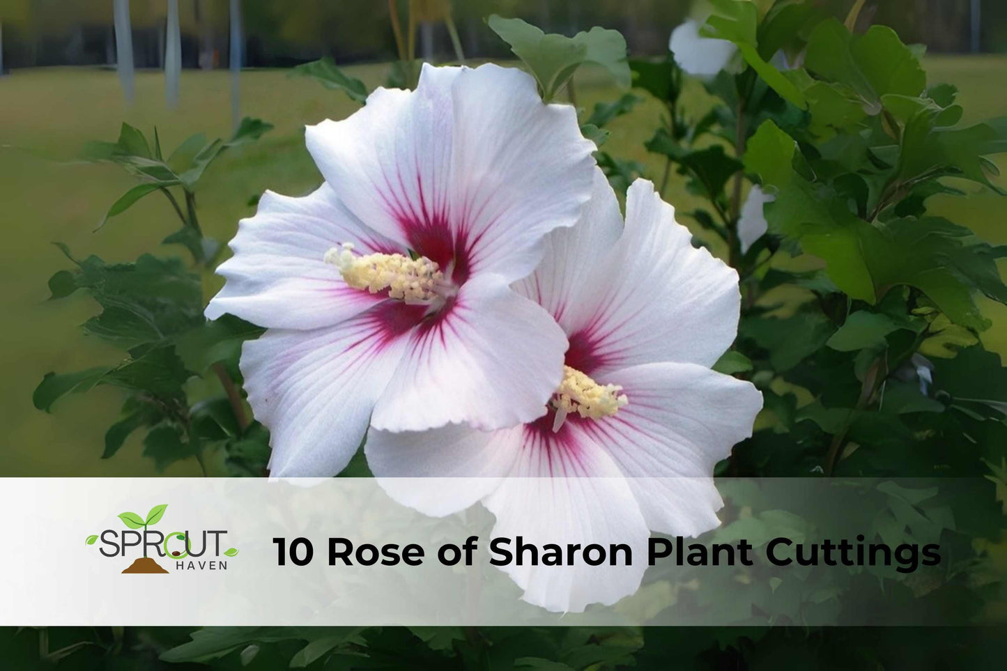 10 Unrooted Rose of Sharon Cuttings - White & Purple Hibiscus Shrub (Hibiscus syriacus) - Hardy Perennial for Garden Accents