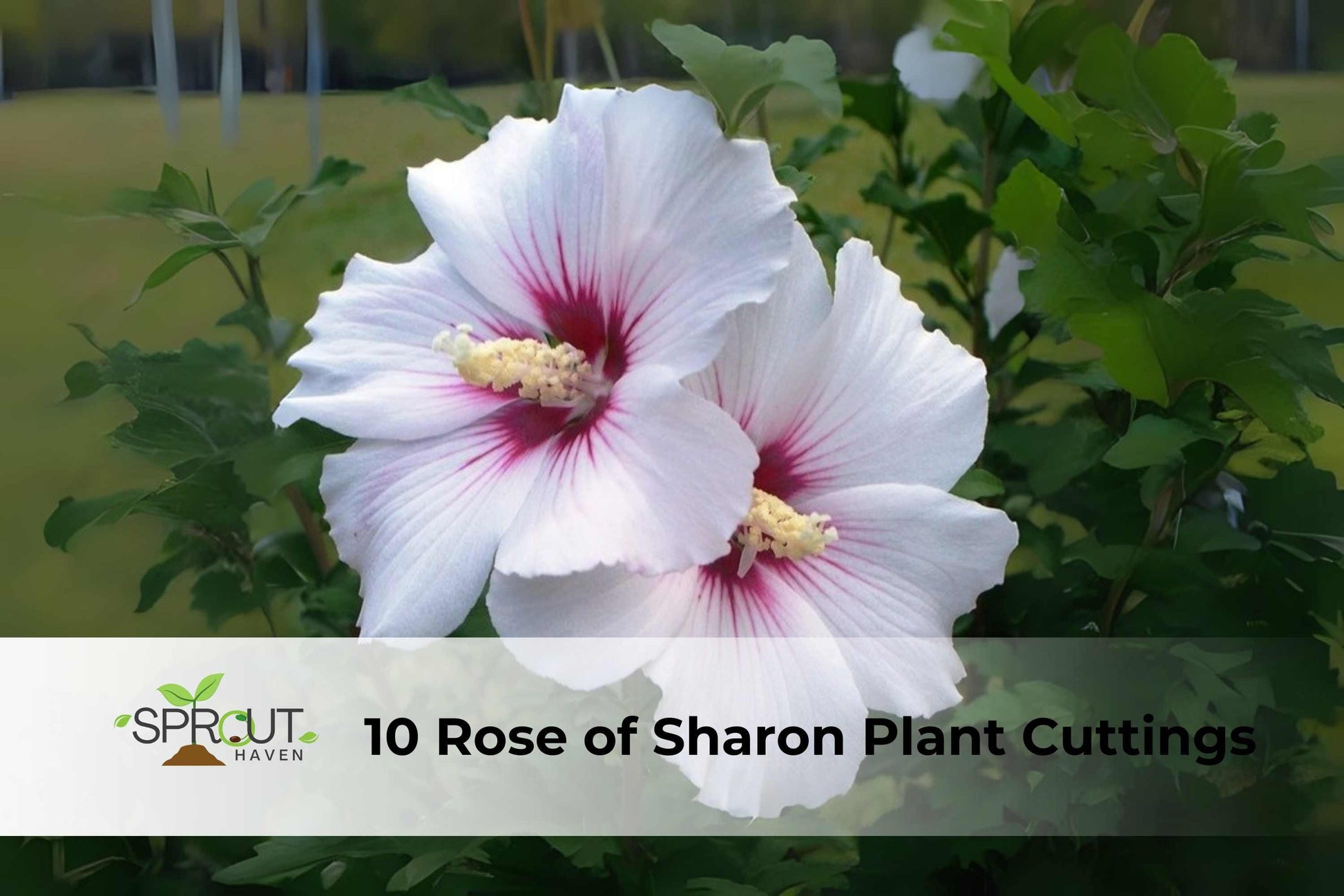 10 Unrooted Rose of Sharon Cuttings - White & Purple Hibiscus Shrub (Hibiscus syriacus) - Hardy Perennial for Garden Accents