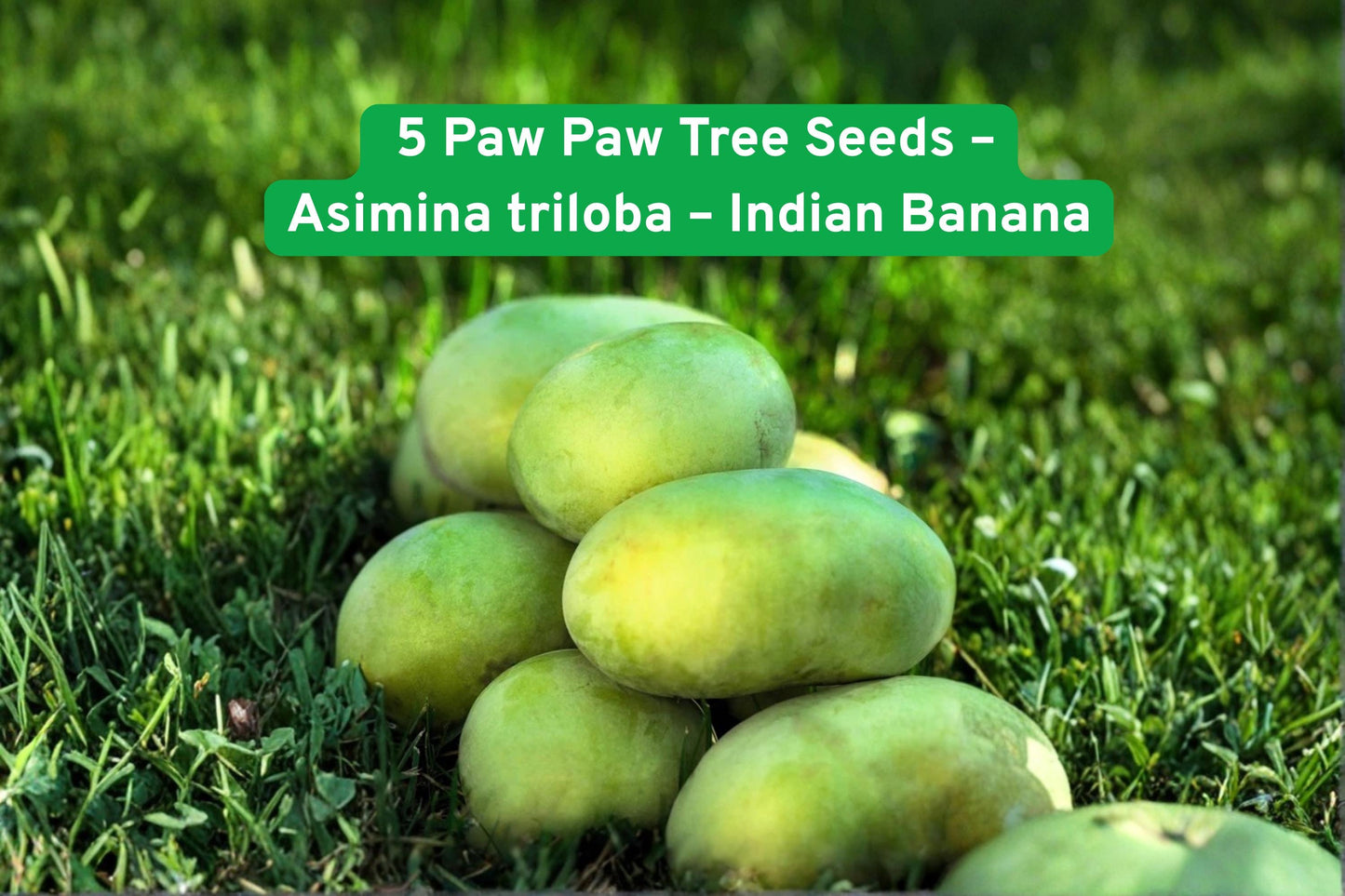 5 Paw Paw Tree Seeds - Indian Banana, Purple Flowers, Asimina triloba - Hardy Fruit Tree for Zones 5-9, Unique Tropical Flavor