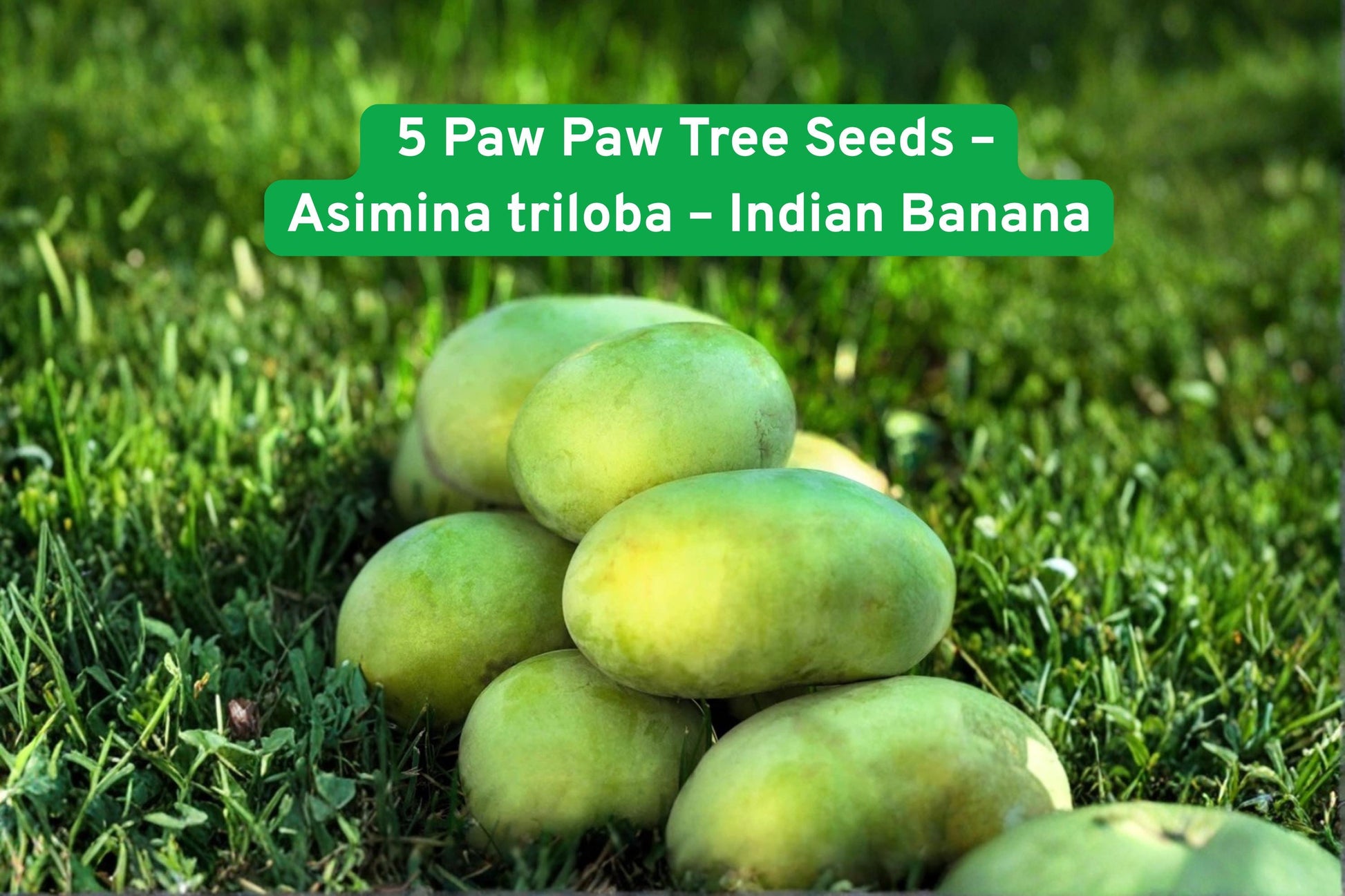 5 Paw Paw Tree Seeds - Indian Banana, Purple Flowers, Asimina triloba - Hardy Fruit Tree for Zones 5-9, Unique Tropical Flavor