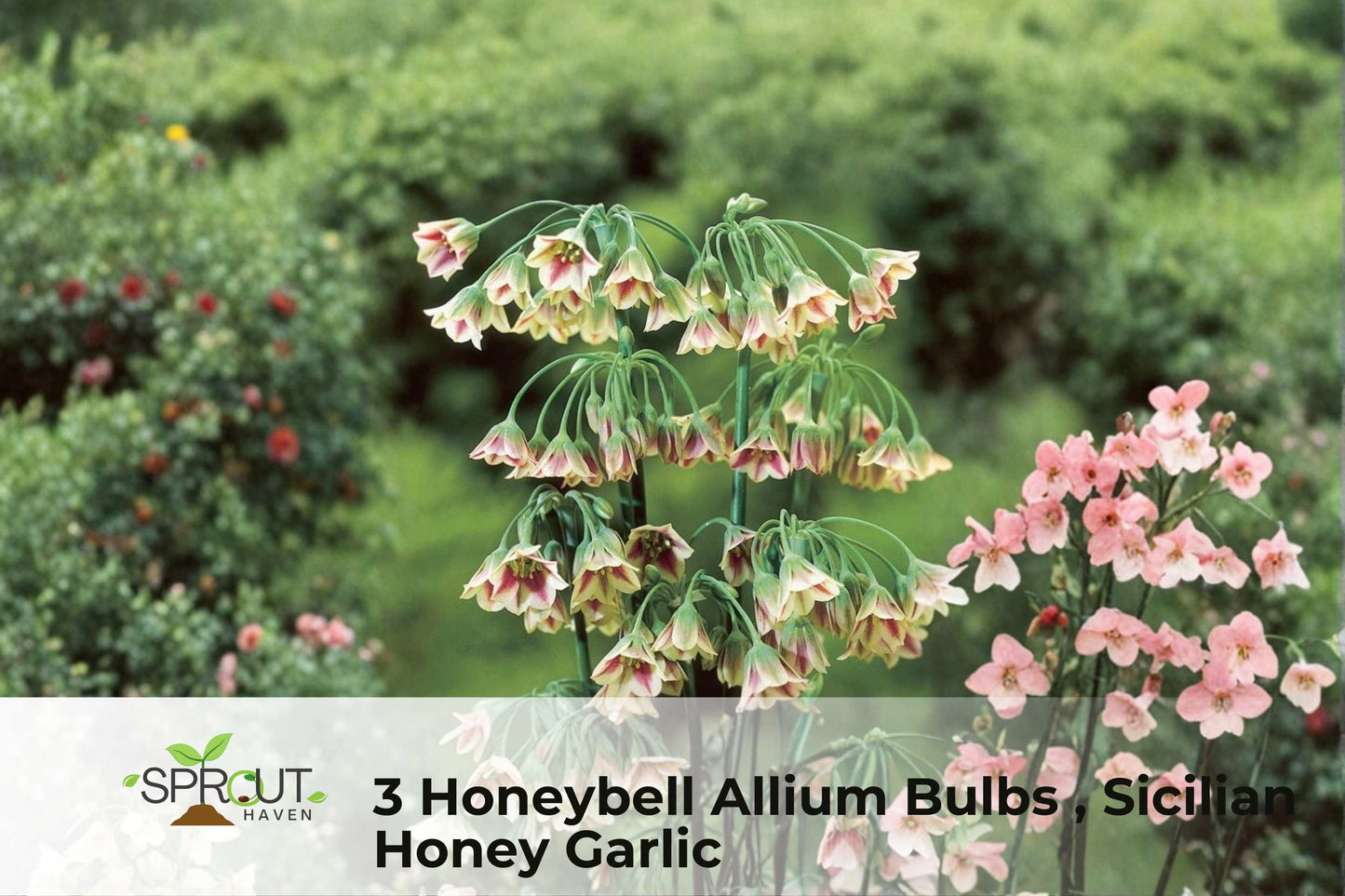 3 Honeybell Allium Bulbs | Pink-Purple Hardy Perennial Flowers | Allium spp. | Hummingbird-Attracting Ornamental Blooms