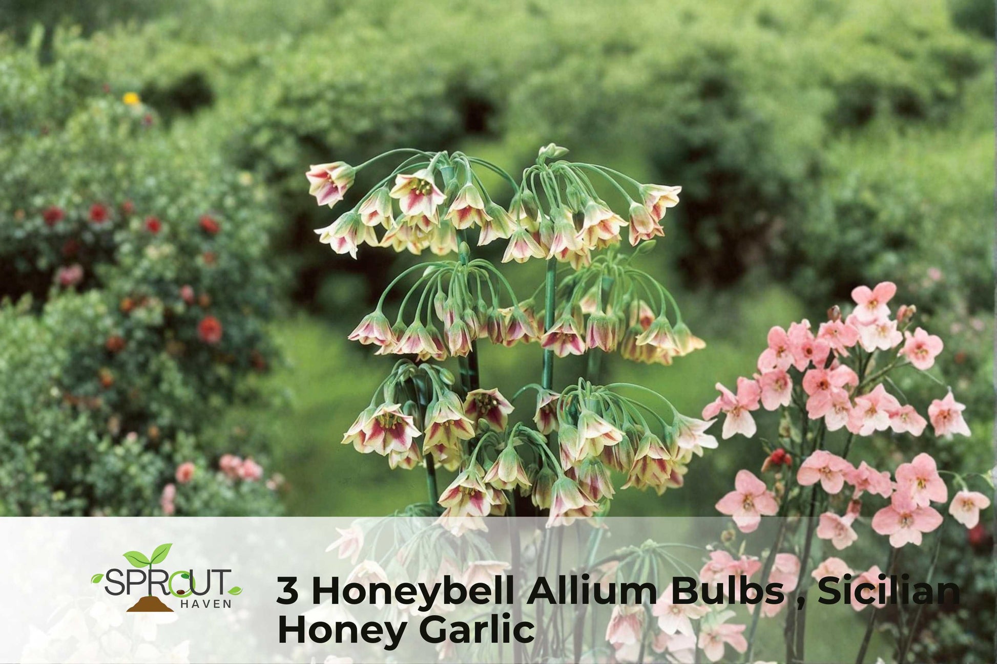 3 Honeybell Allium Bulbs | Pink-Purple Hardy Perennial Flowers | Allium spp. | Hummingbird-Attracting Ornamental Blooms