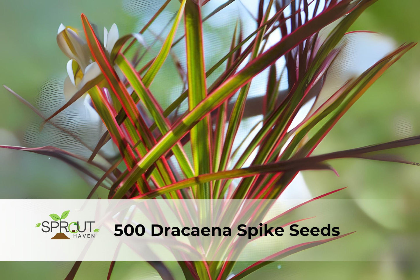 500 Dracaena Spike Seeds - Upright Green Foliage Plant - Dracaena indivisa/Cordyline dracaenoides - Easy to Grow, Low Maintenance