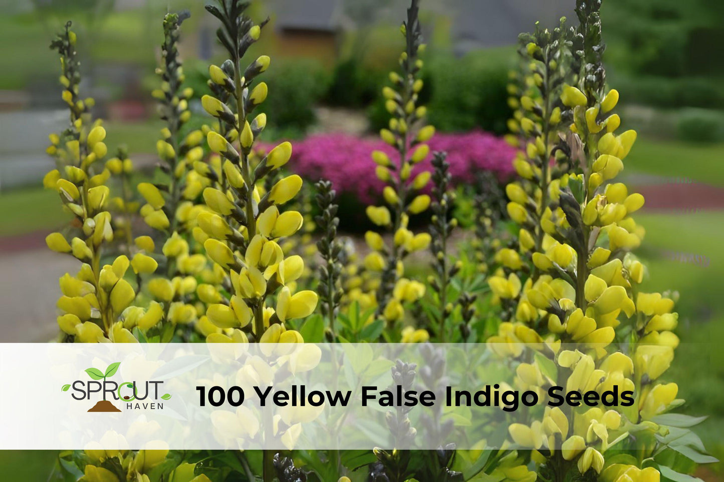 100 Yellow False Indigo Seeds | Baptisia sphaerocarpa | Hardy Perennial Wildflower for Pollinator Gardens