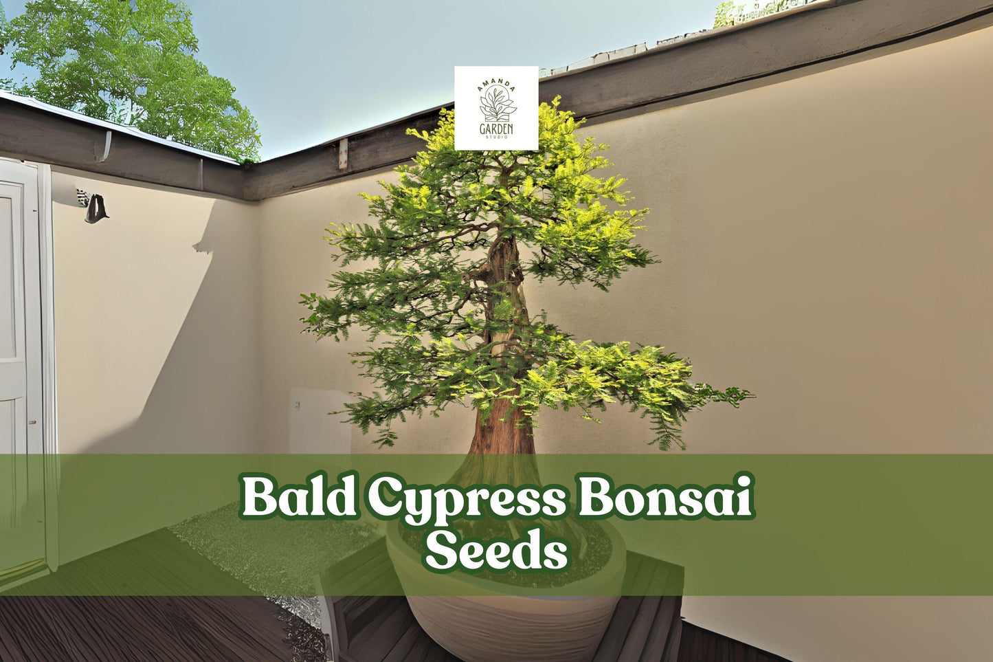 Bald Cypress Bonsai Tree Seeds - 10 Pack, Ornamental Conifer, Taxodium distichum, Hardy Seeds for Bonsai Growing