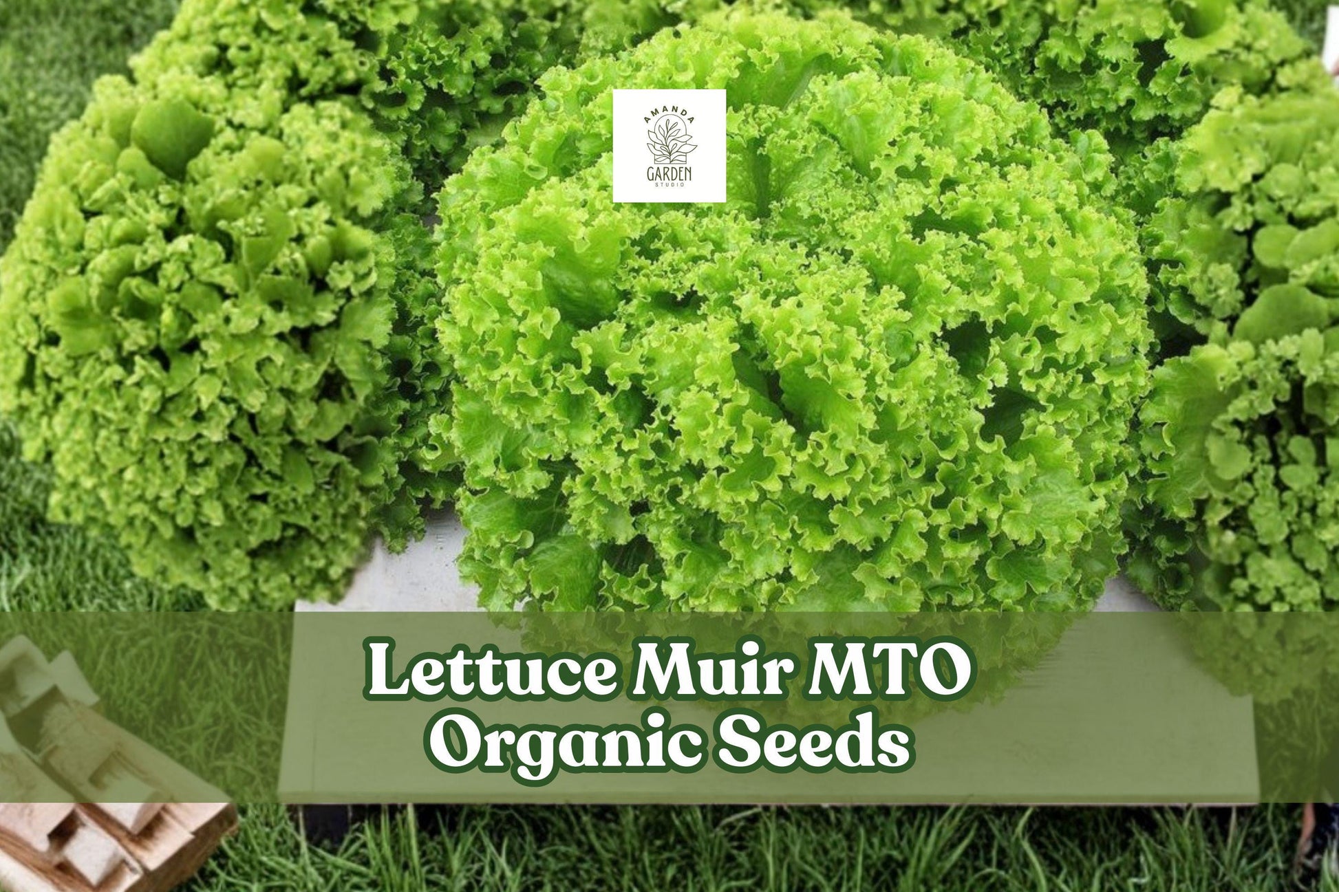 50 Muir Organic Lettuce Seeds - Heat Tolerant Crisp Leaf - Lactuca sativa - Ideal for Salad Gardens and Containers
