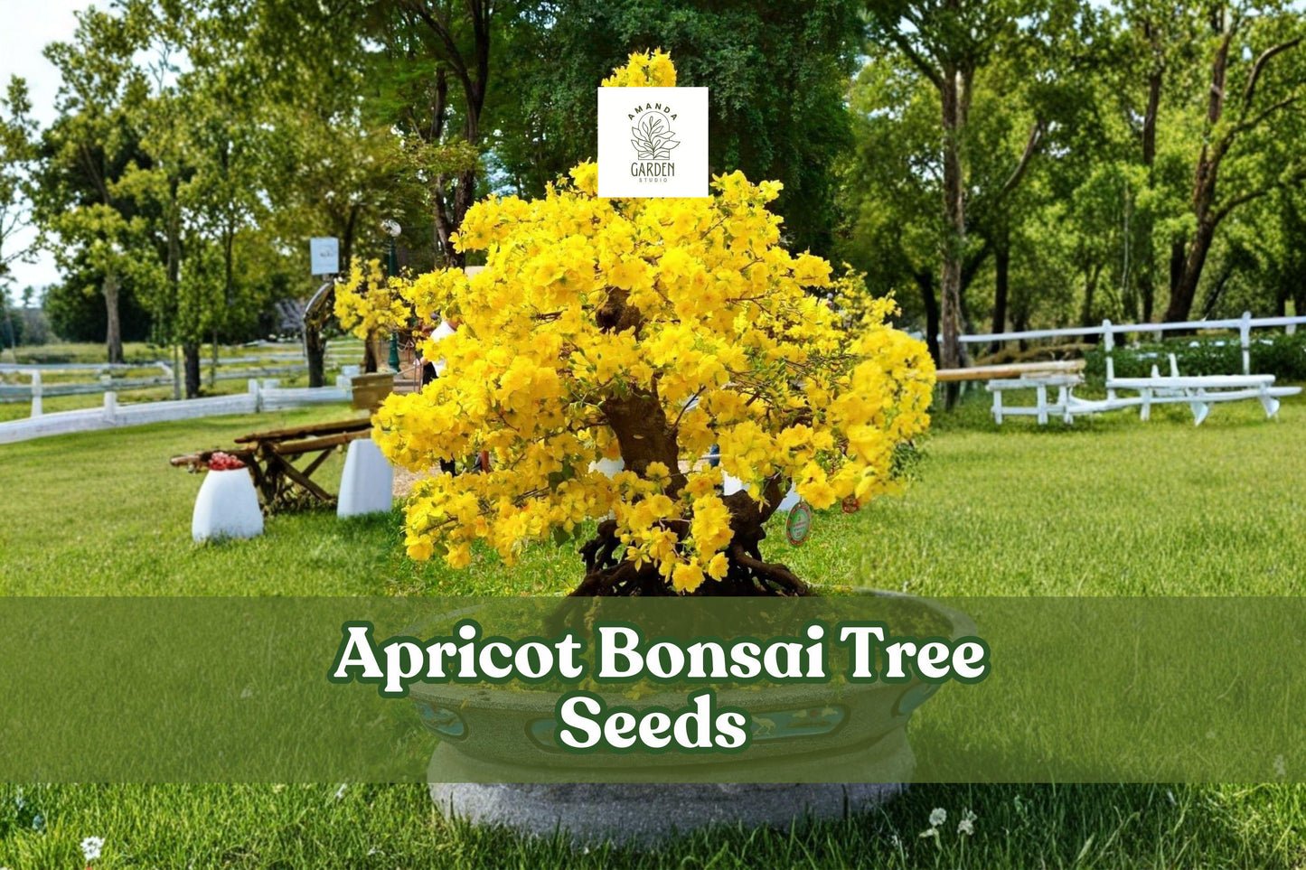 Apricot Bonsai Tree Seeds - 3 Large Seeds, Yellow Flowering, Prunus armeniaca, Ornamental & Fruit-Bearing, Hardy for Zones 5-9