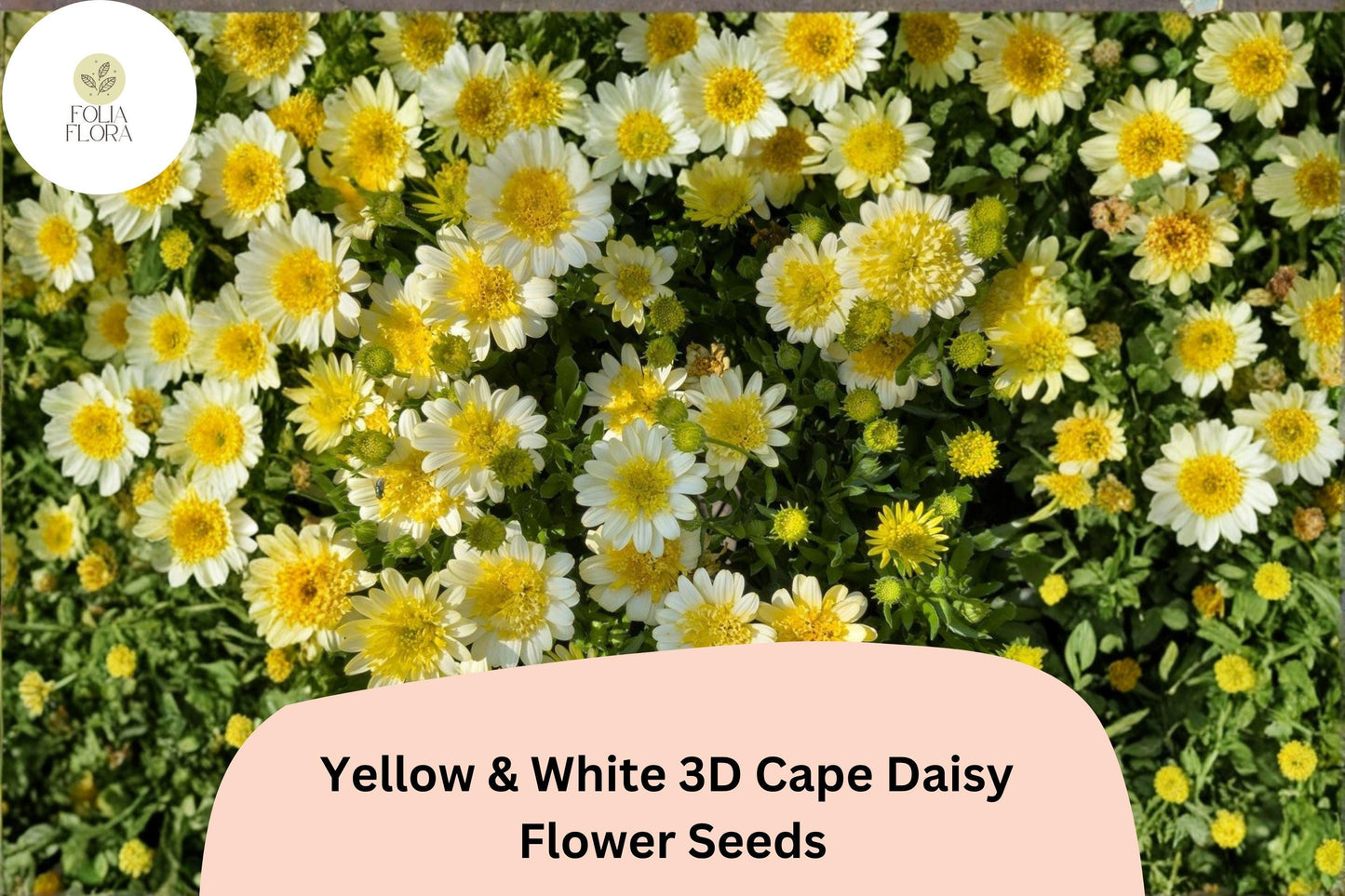 Cape Daisy Seeds | 50+ Yellow & White Bicolor Blooms | Osteospermum ecklonis | 3D Layered Petals for Bright Gardens