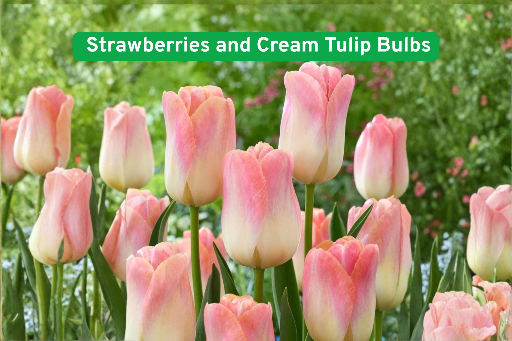 Strawberries and Cream Tulip Bulbs - Pink & Cream Perennial Flowers - Tulipa spp. - Easy to Grow Garden Bulbs for Spring Planting