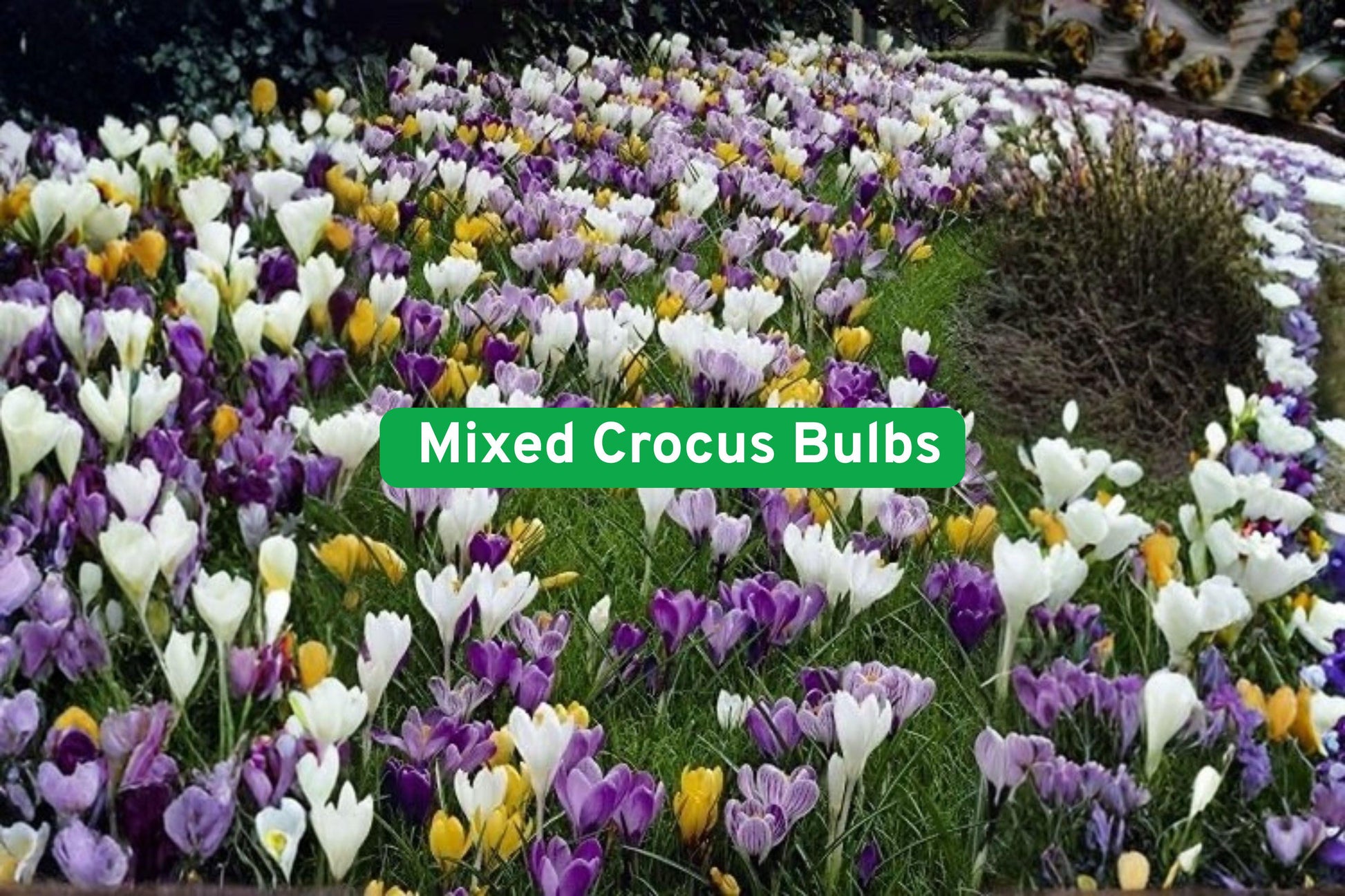 Mixed Crocus Bulbs - 50 Perennial Bulbs in White, Purple, Blue, Yellow - Crocus spp. - Early Spring Blooms for Gardens