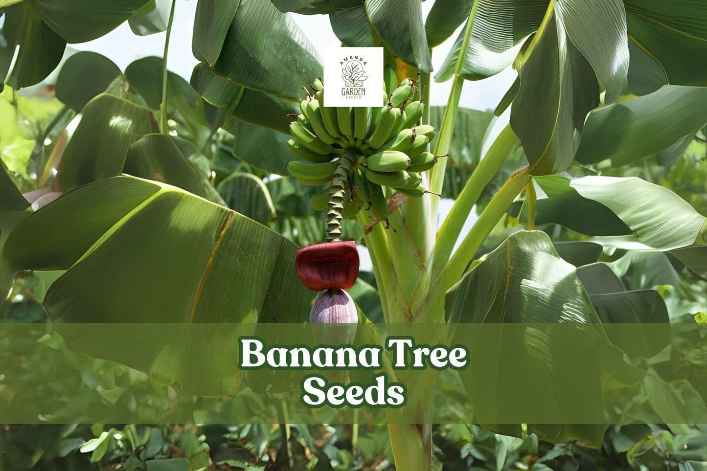 20 Banana Tree Seeds - Musa acuminata - Tropical Ornamental Plant for Indoors/Outdoors - Lush Green Foliage, Non-Edible