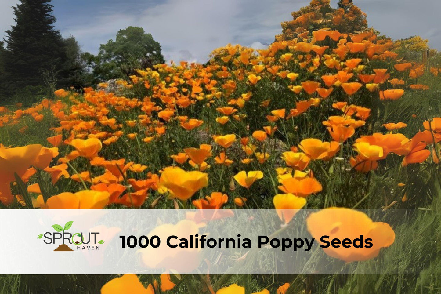 California Poppy Seeds - 1000 Count - Orange-Gold Wildflower - Eschscholtzia californica - Hardy Annual for Pollinator Gardens