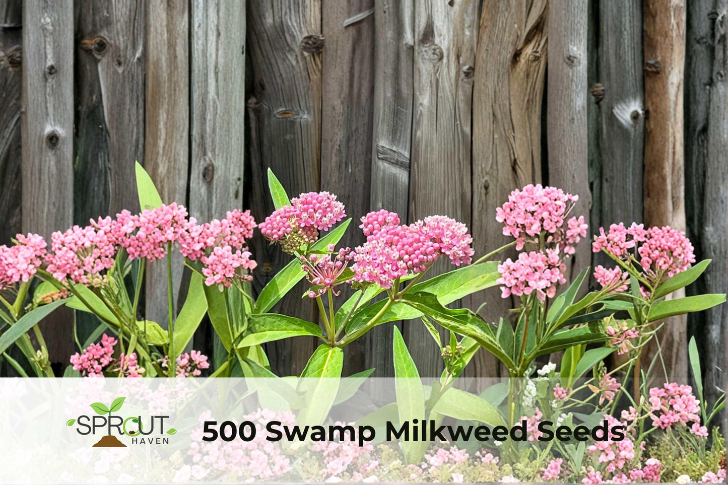 500 Swamp Milkweed Seeds | Asclepias incarnata | Rose-Pink Perennial Flower | Pollinator Garden Plant