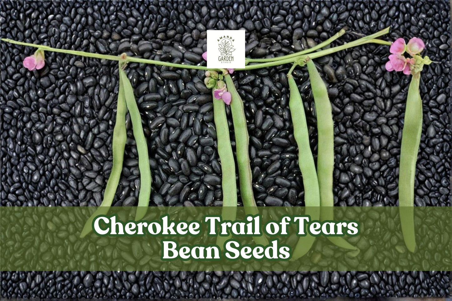 Cherokee Trail of Tears Bean Seeds - 20 Heirloom Pole Seeds (Phaseolus vulgaris) - Dark Purple-Black Beans for Gardens