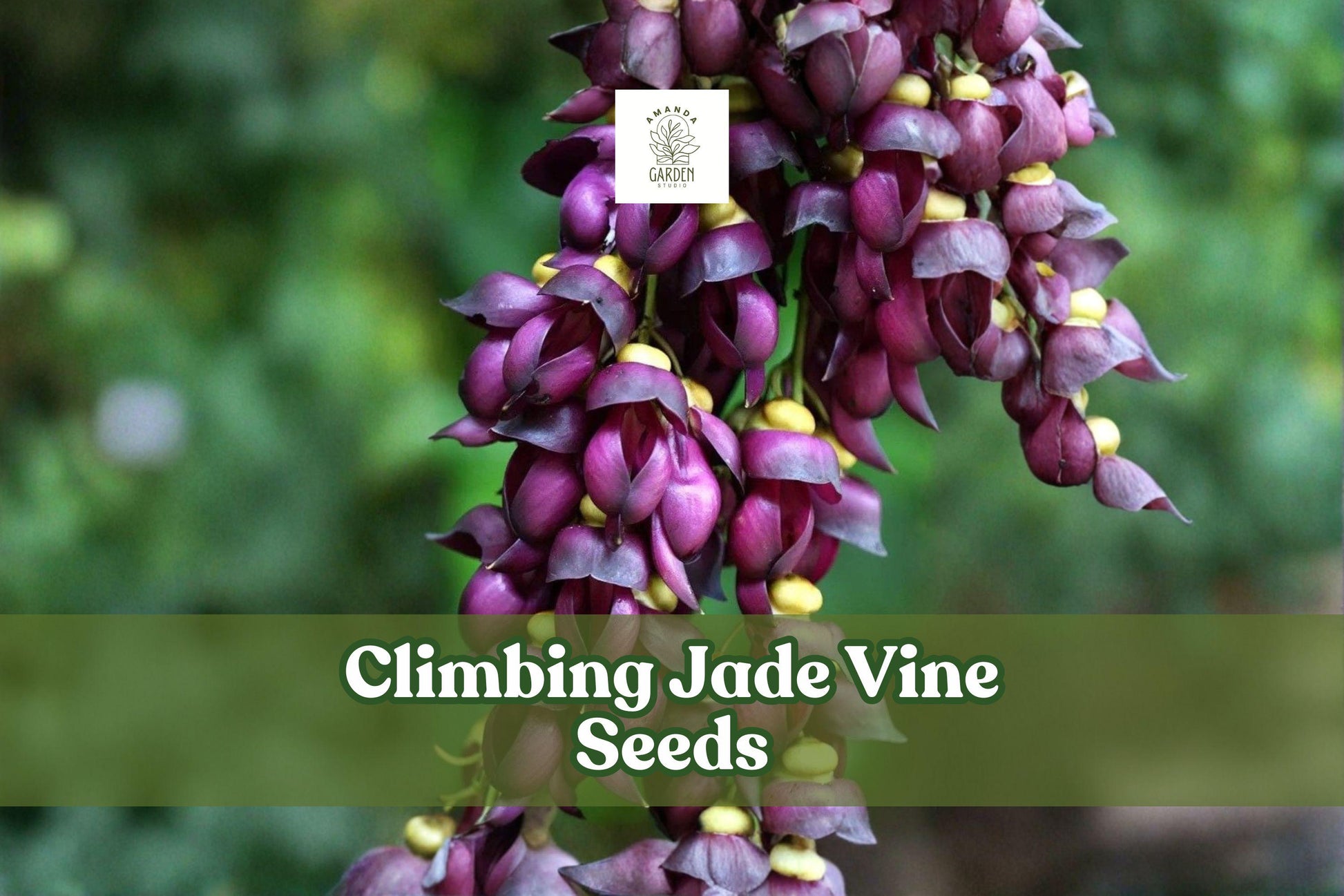 Climbing Jade Vine Seeds - 4 Mucuna sempervirens - Exotic Tropical Flowering Vine - Jade-Green Blooms - Fast-Growing Gardening Seeds