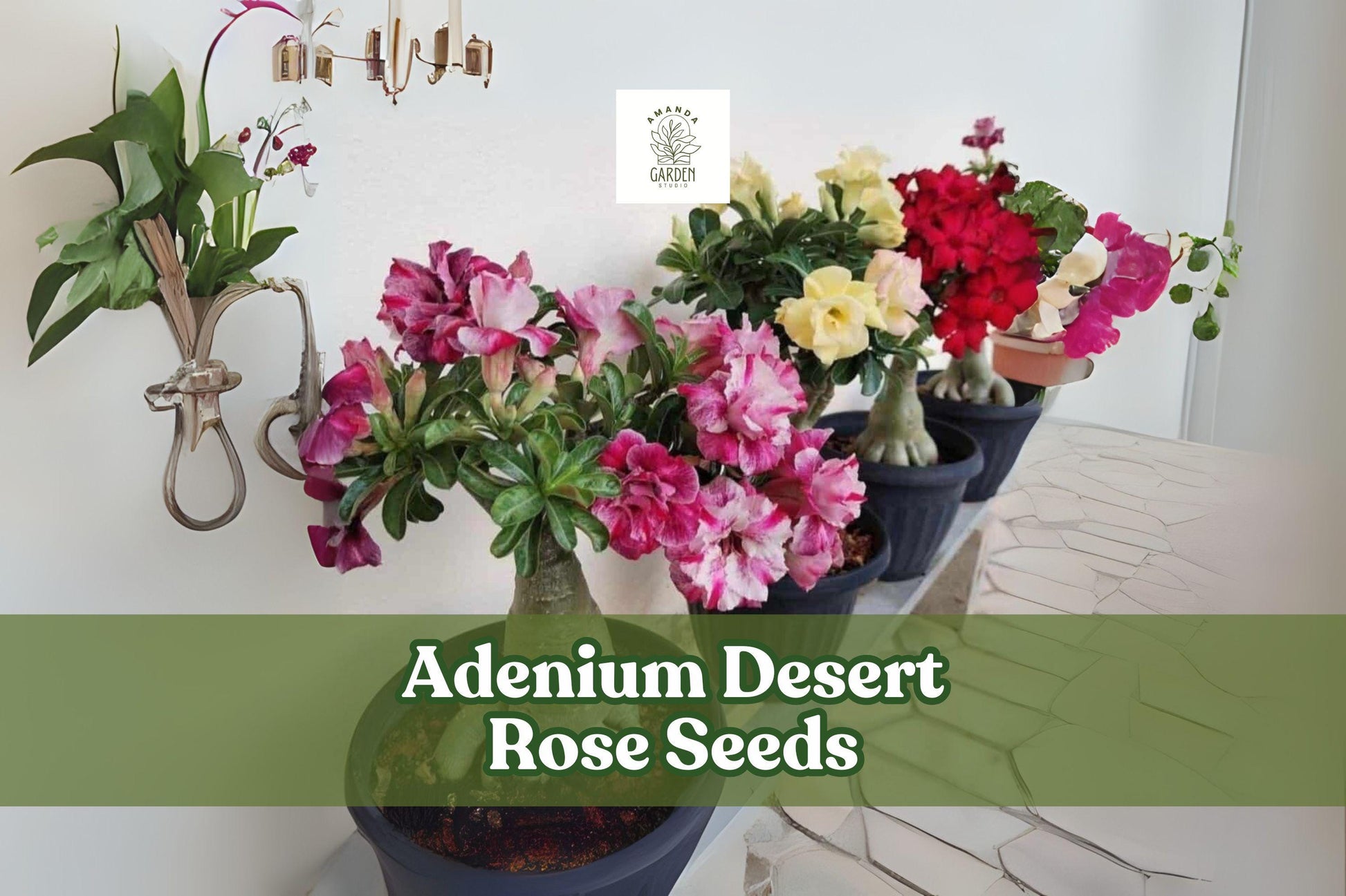 Adenium Desert Rose Seeds - 10 Mixed Double Petal Flower Seeds (Adenium obesum) - Ornamental Bonsai for Indoor/Outdoor Use