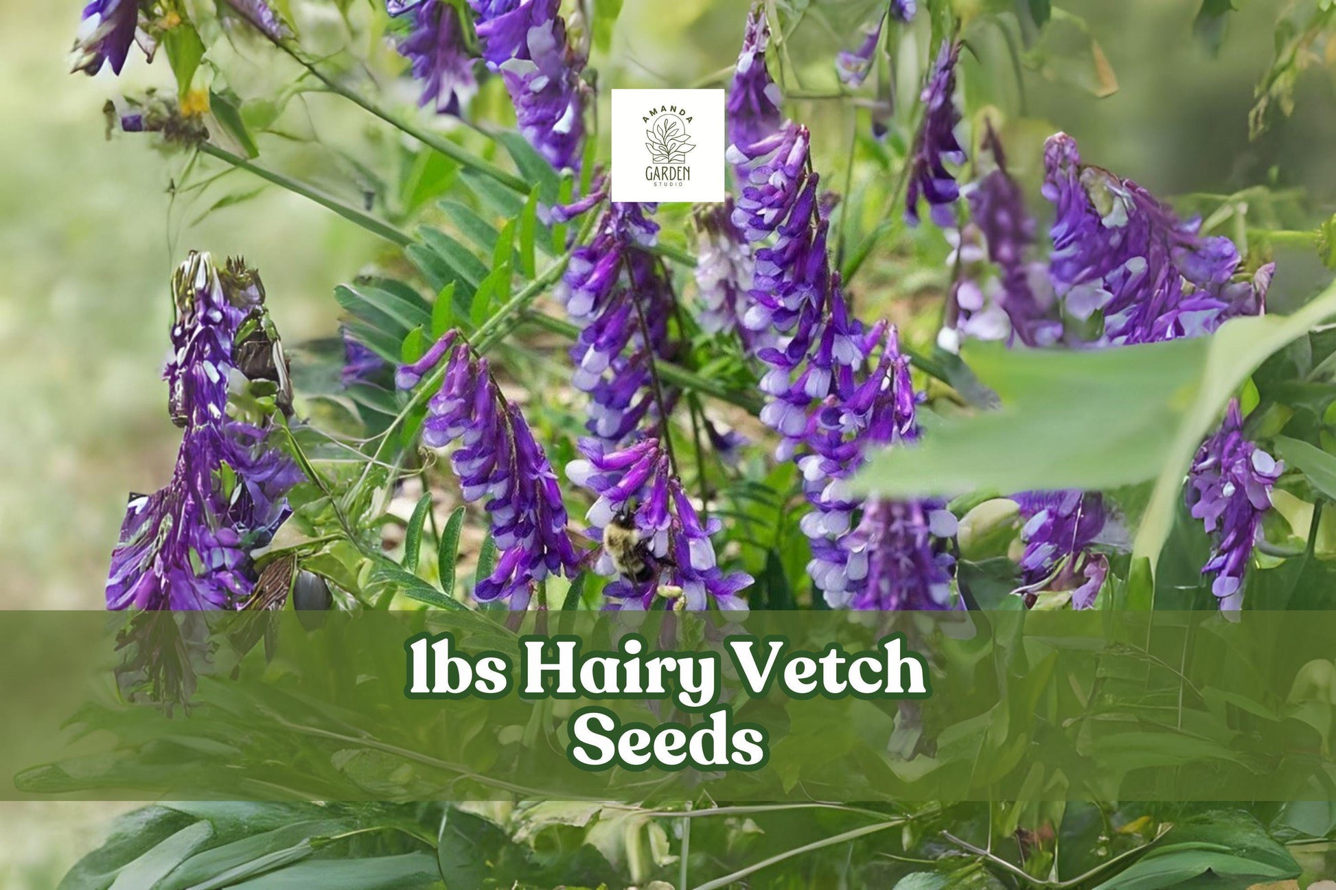 Hairy Vetch Seeds 5 lbs | Nitrogen Fixer Cover Crop | Pollinator-Friendly Legume | Vicia villosa