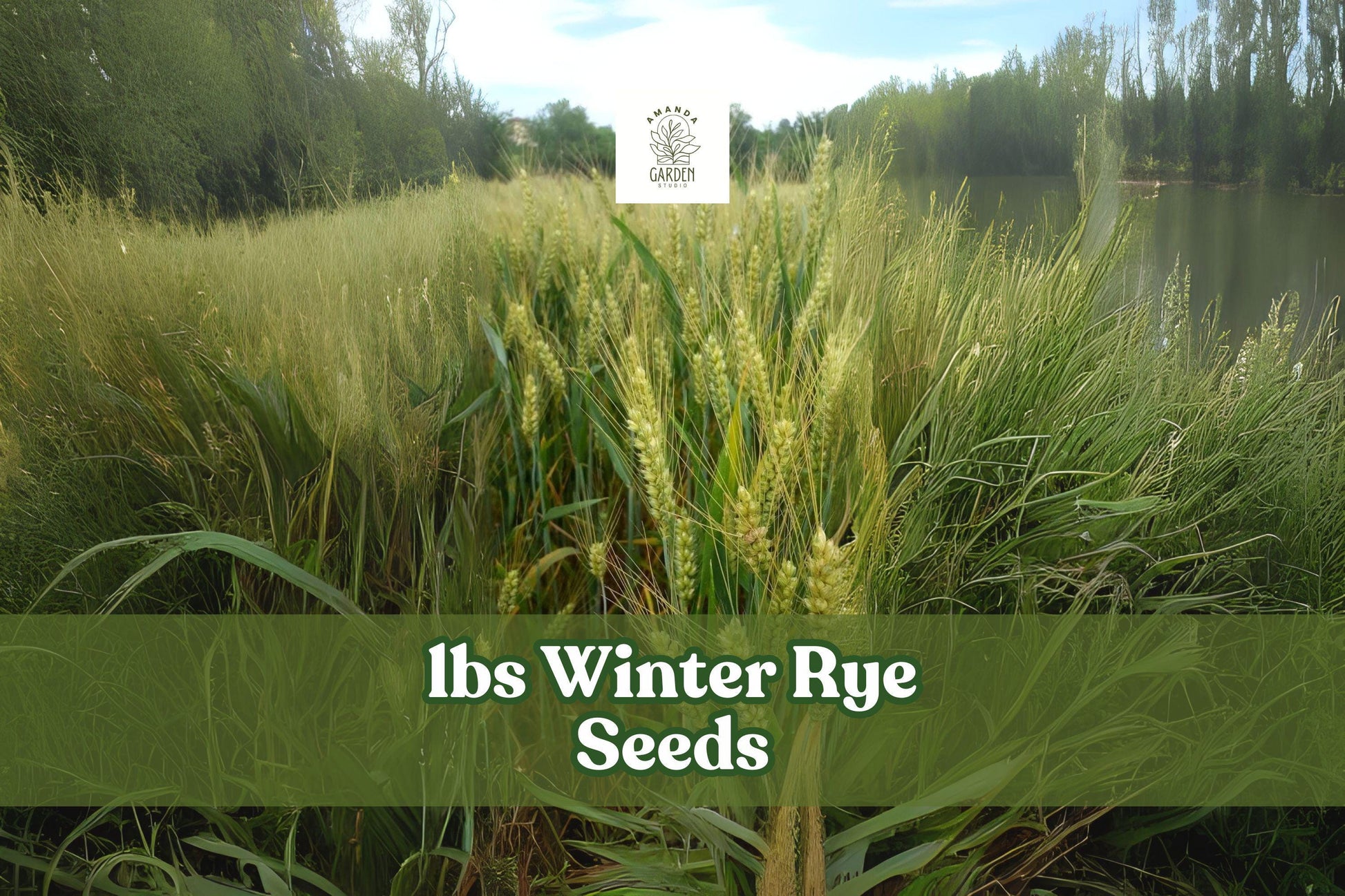 Winter Rye Seeds 5 lbs - Cover Crop & Forage for Deer, Soil Builder, Secale cereale - Erosion Control & Weed Suppression