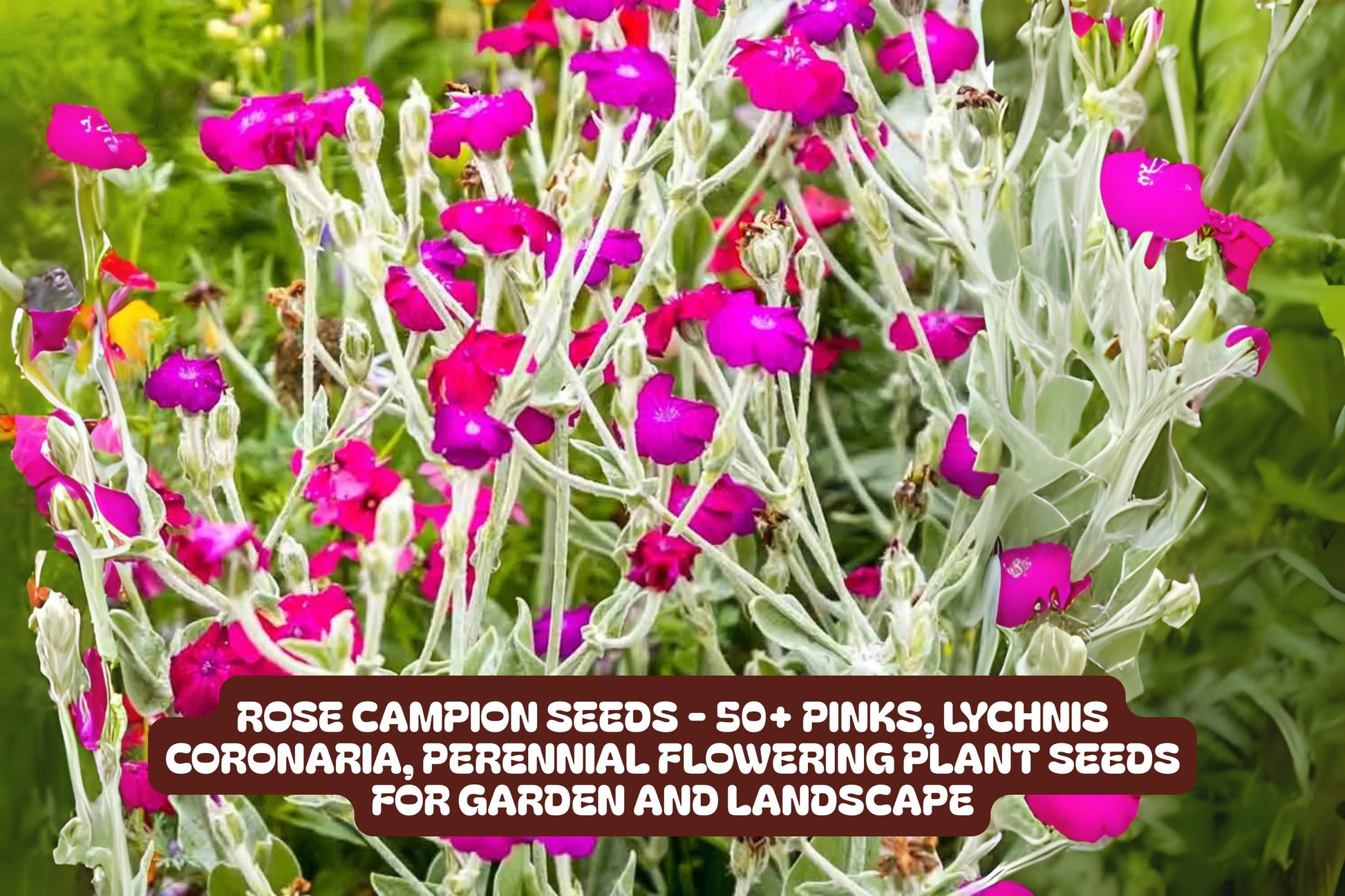 Rose Campion Seeds - 50+ Vibrant Pink Perennial Flowers - Lychnis Coronaria - Easy to Grow, Drought-Tolerant Garden Seeds