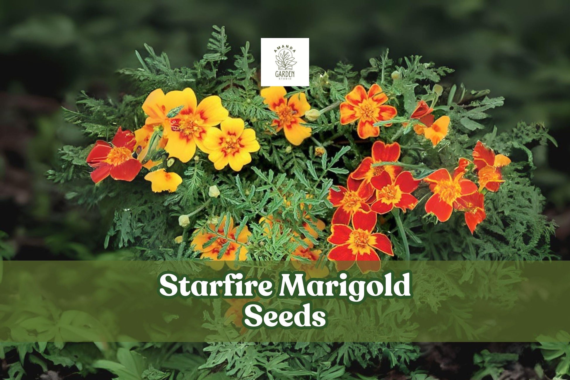 50 Starfire Marigold Seeds - Exotic Orange & Yellow Blooms (Tagetes tenuifolia) - Pollinator-Friendly Annual Flower Seeds