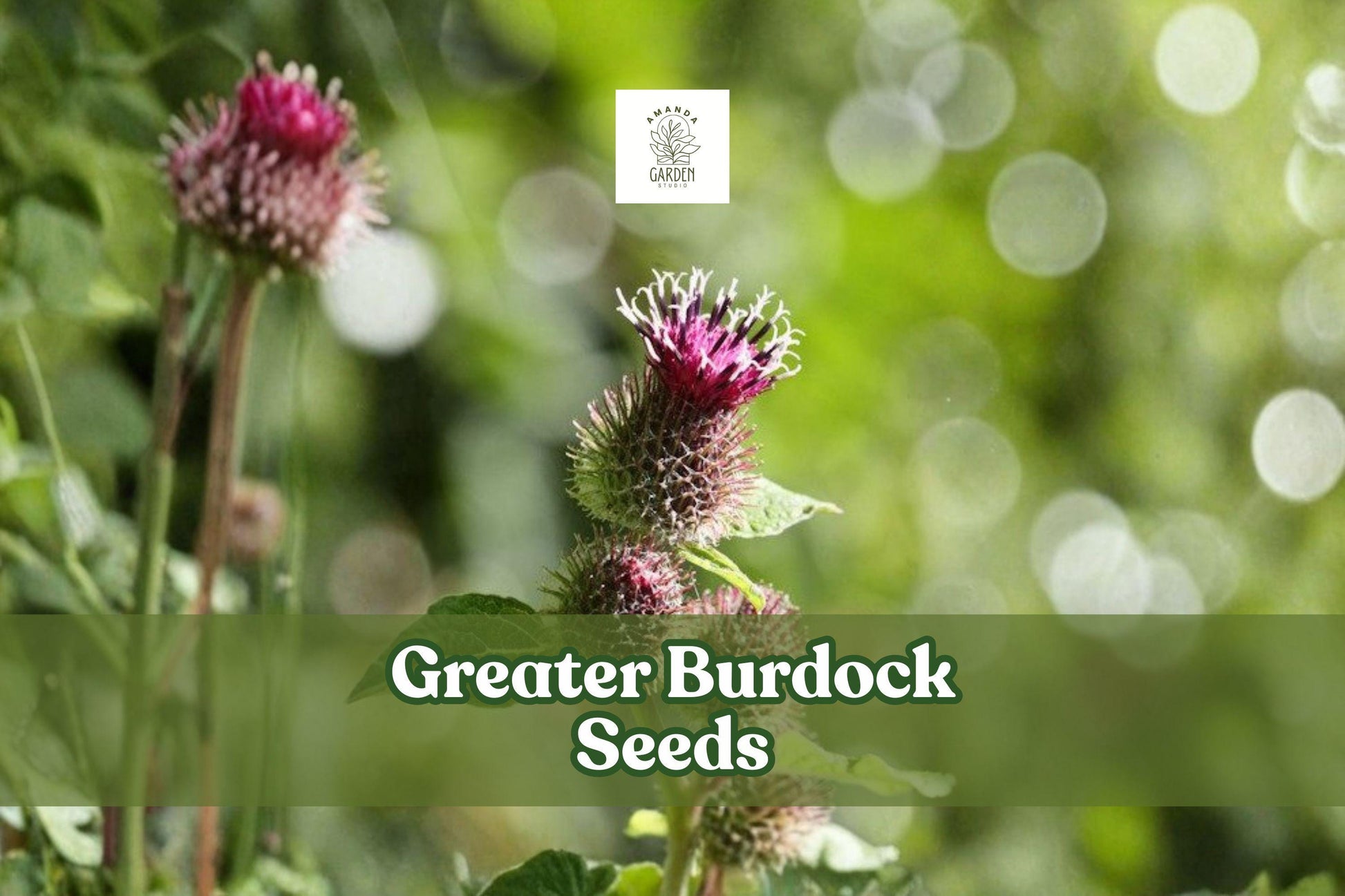 50 Greater Burdock Seeds | Edible Root, Ornamental Herb | Arctium lappa | Pollinator-Friendly Gardening