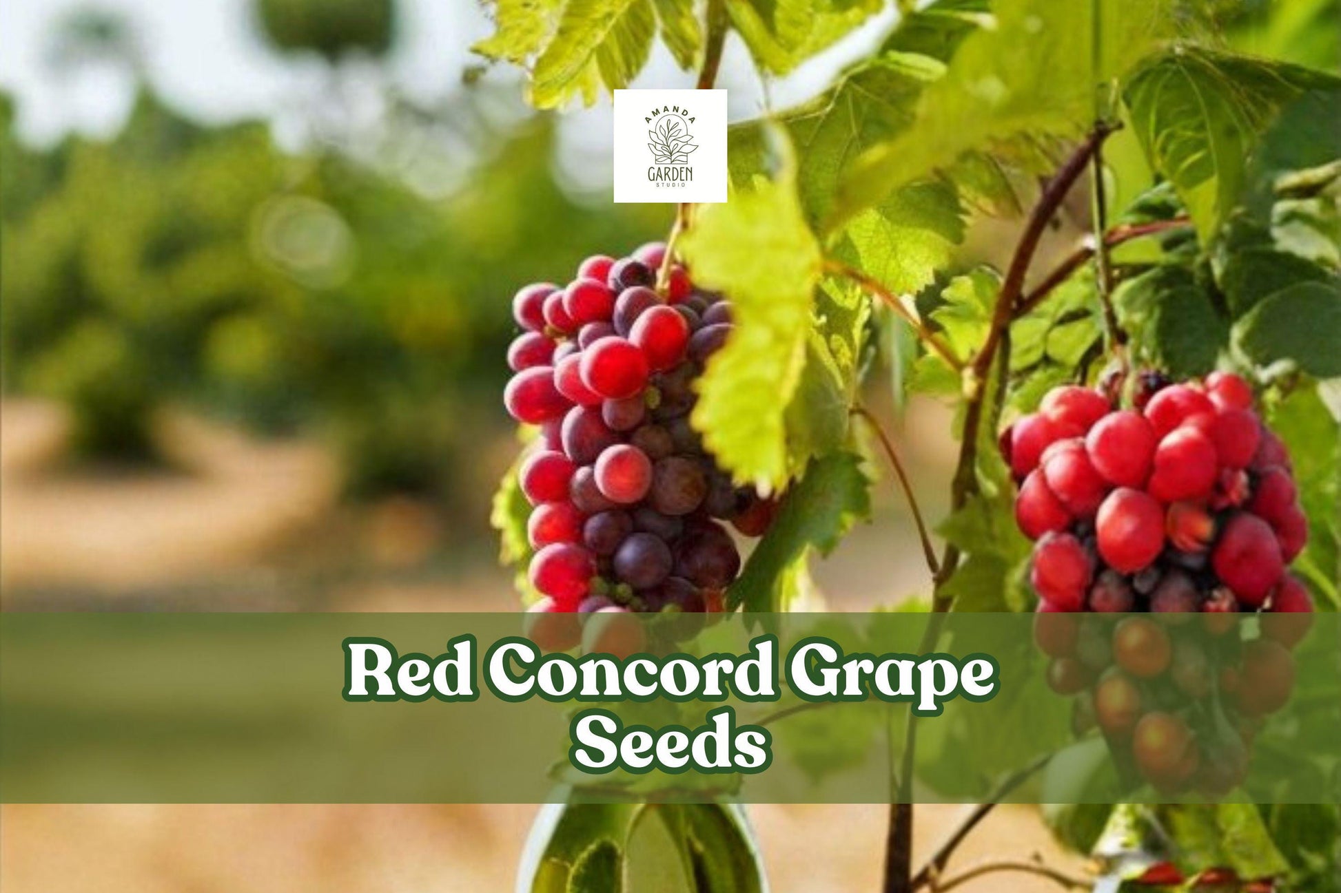 Red Concord Grape Seeds | 20 Seeds | Vitis labrusca | Hardy Fruiting Vine for Home Gardens and Arbors