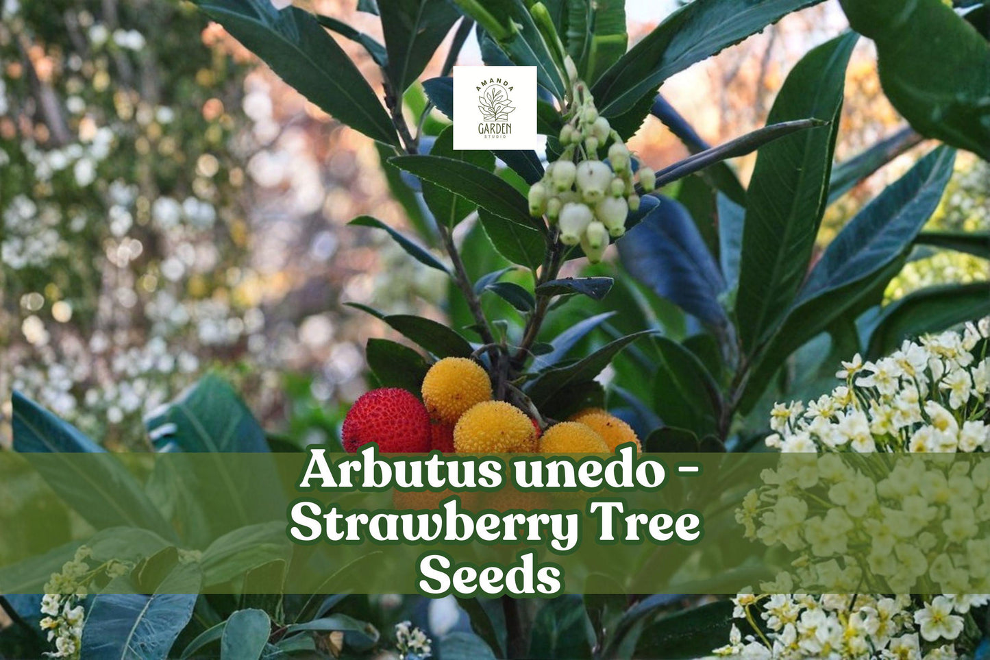 Strawberry Tree Seeds - 50+ Non-GMO Arbutus unedo - Evergreen Edible Fruit - Hardy and Ornamental - Easy to Grow