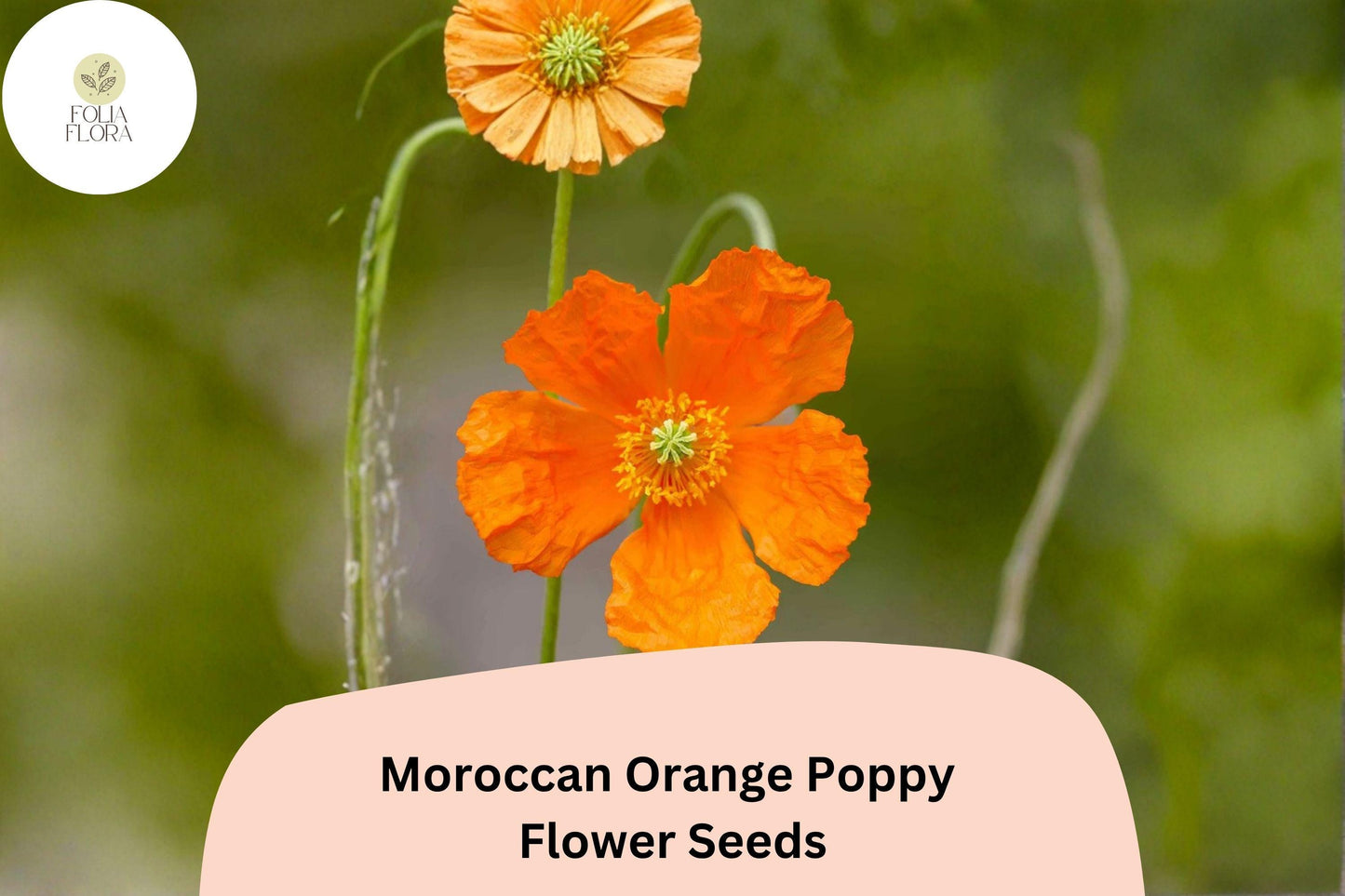 200+ Moroccan Orange Poppy Seeds - Bright Orange Blooms, Papaver atlanticum, Easy Grow Wildflowers, Pollinator Friendly