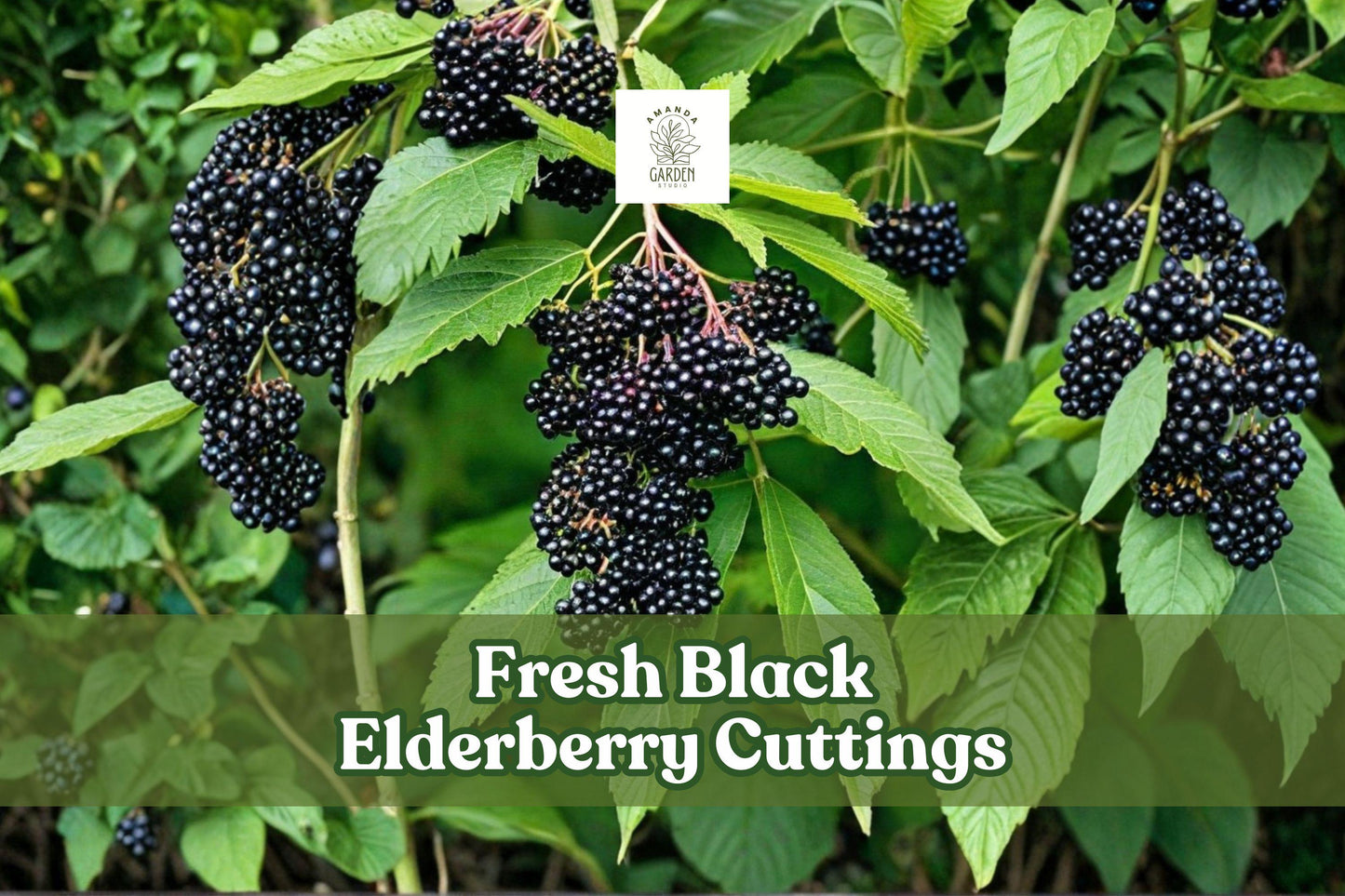 4 Black Elderberry Cuttings - Sambucus nigra - Hardy Fruiting Shrub - Unrooted Live Cuttings for Hedges & Gardens