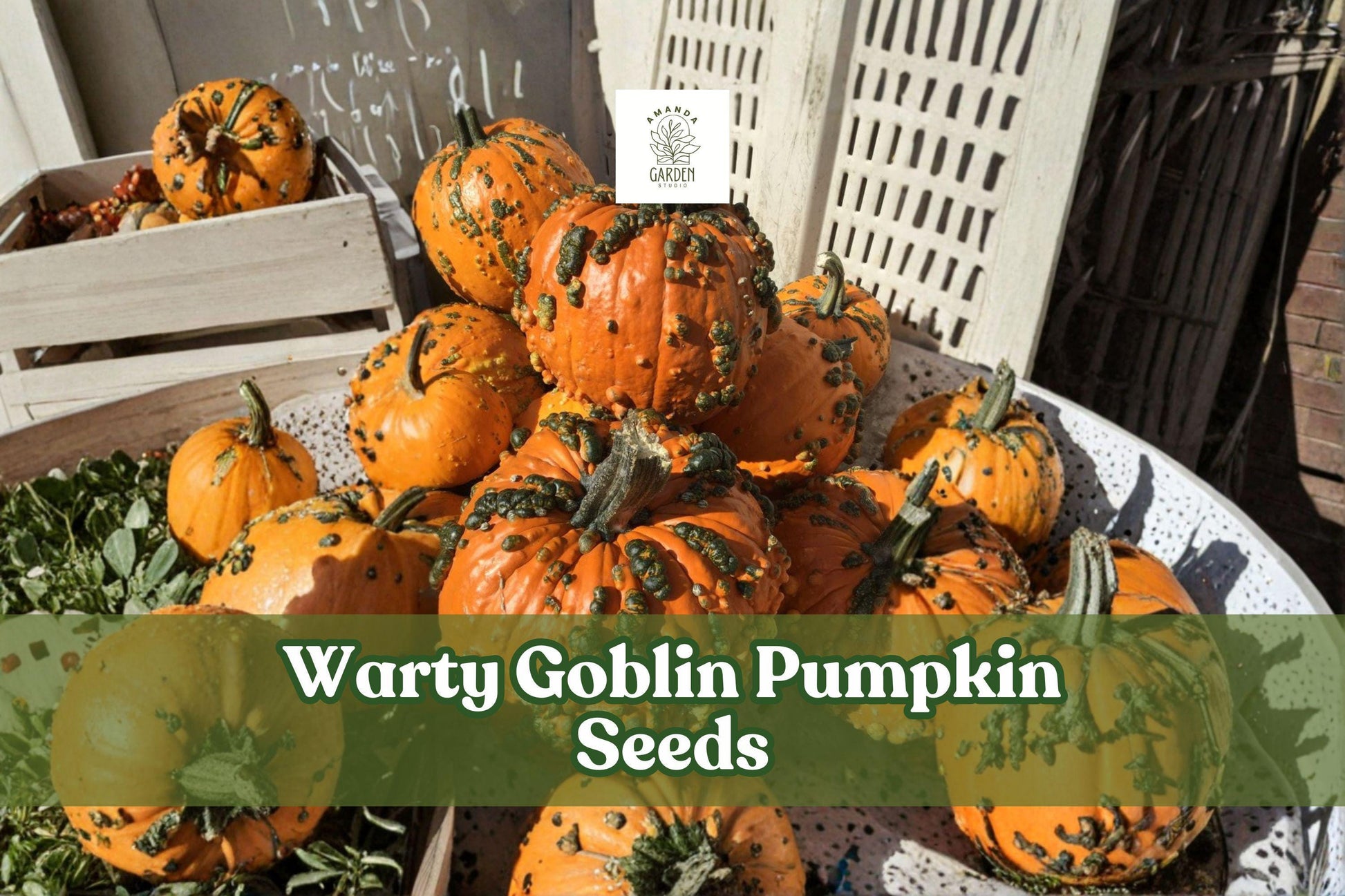 Warty Goblin Pumpkin Seeds - 10 Count Bumpy Decorative Pumpkins, Cucurbita pepo for Fall Decor, Easy to Grow, Halloween Carving